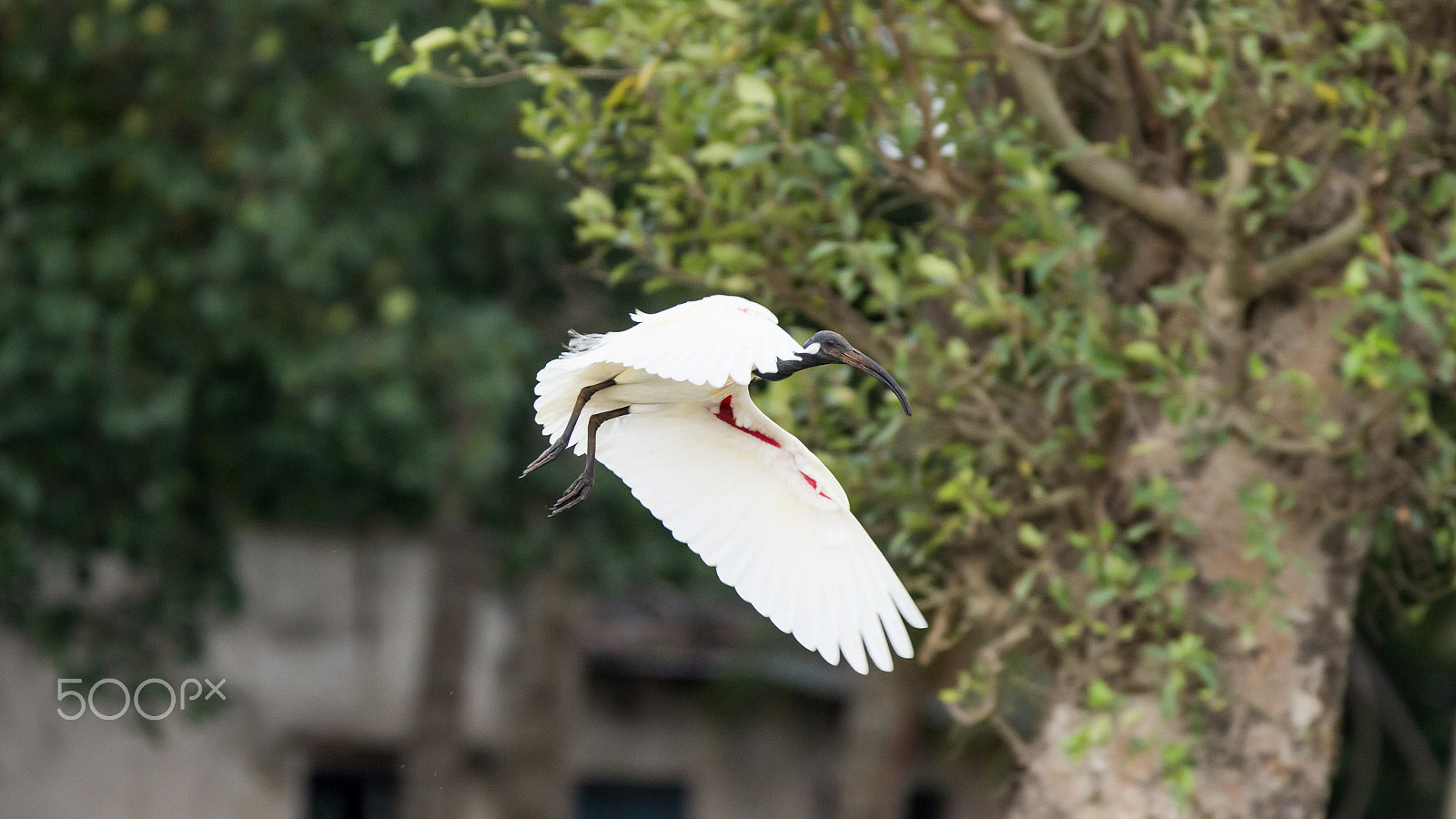 150-600mm F5-6.3 DG OS HSM | Contemporary 015 sample photo. Img photography