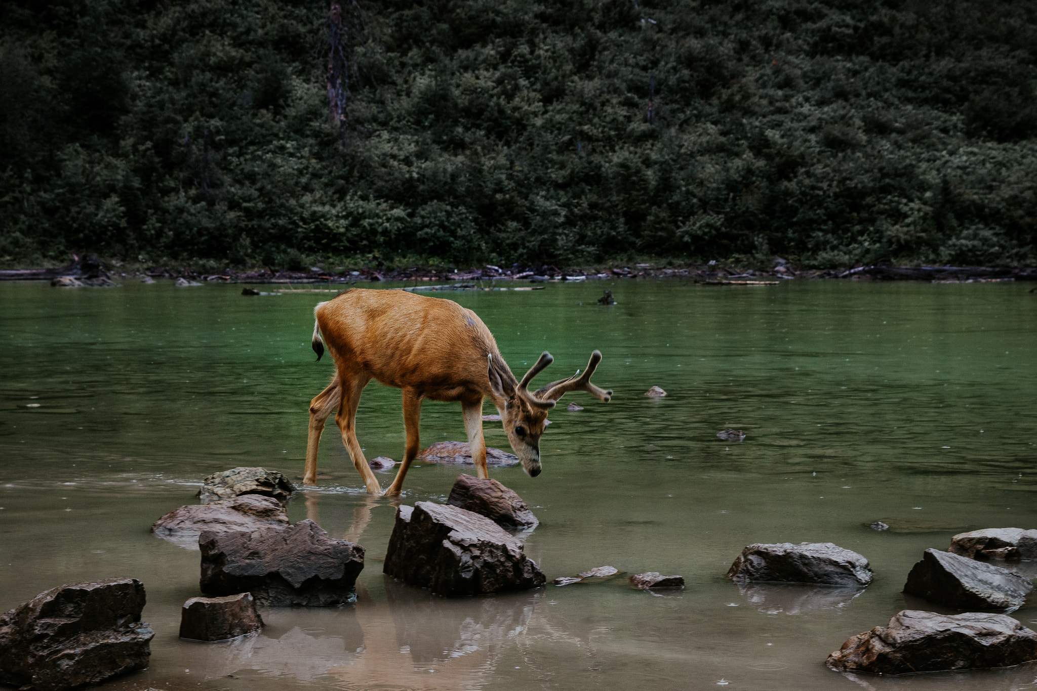 Canon EF 24-70mm F2.8L II USM sample photo. Deer hanging out photography