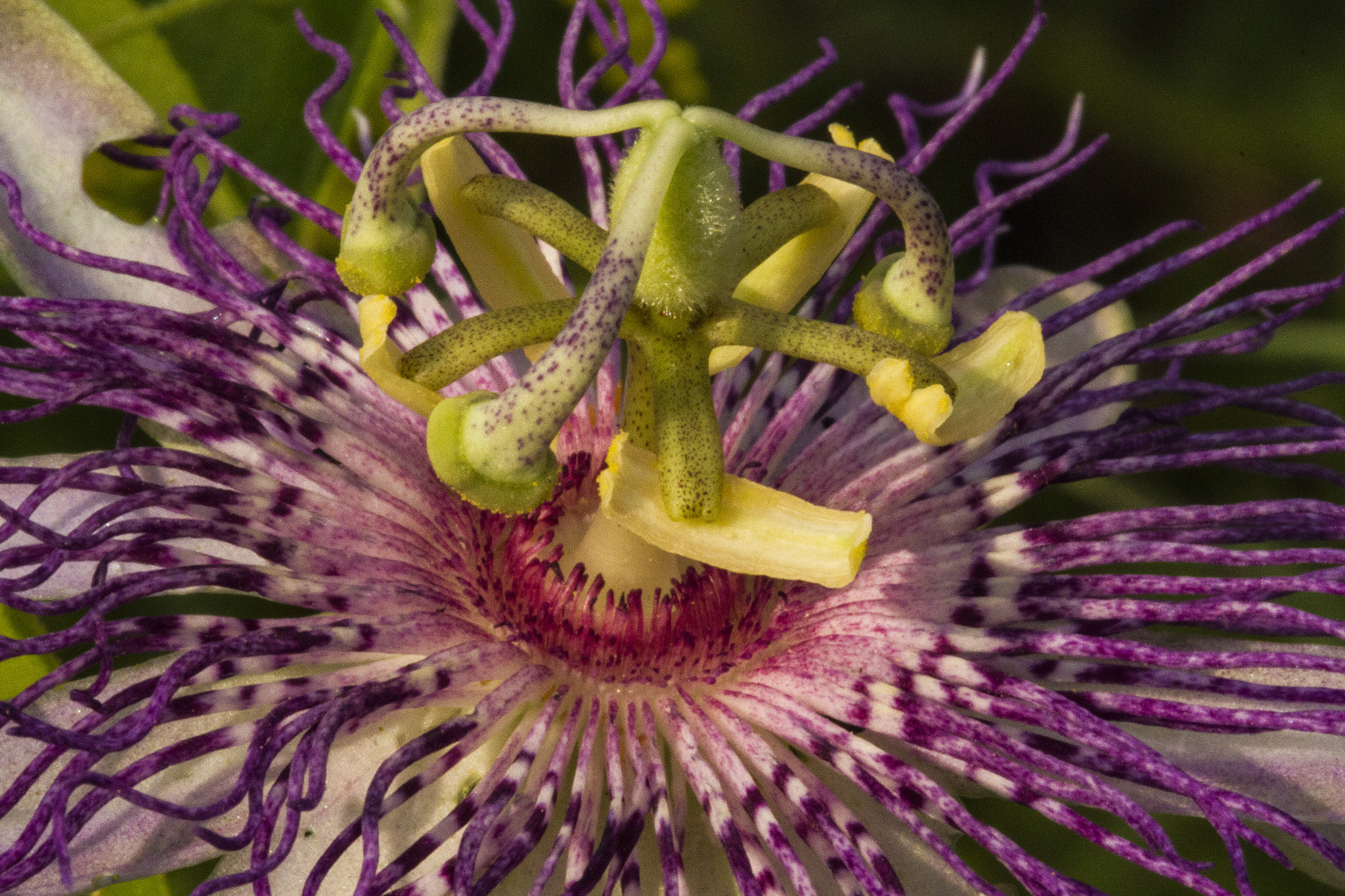 Canon EOS 7D + Canon EF 100mm F2.8L Macro IS USM sample photo. Beautiful macro photography