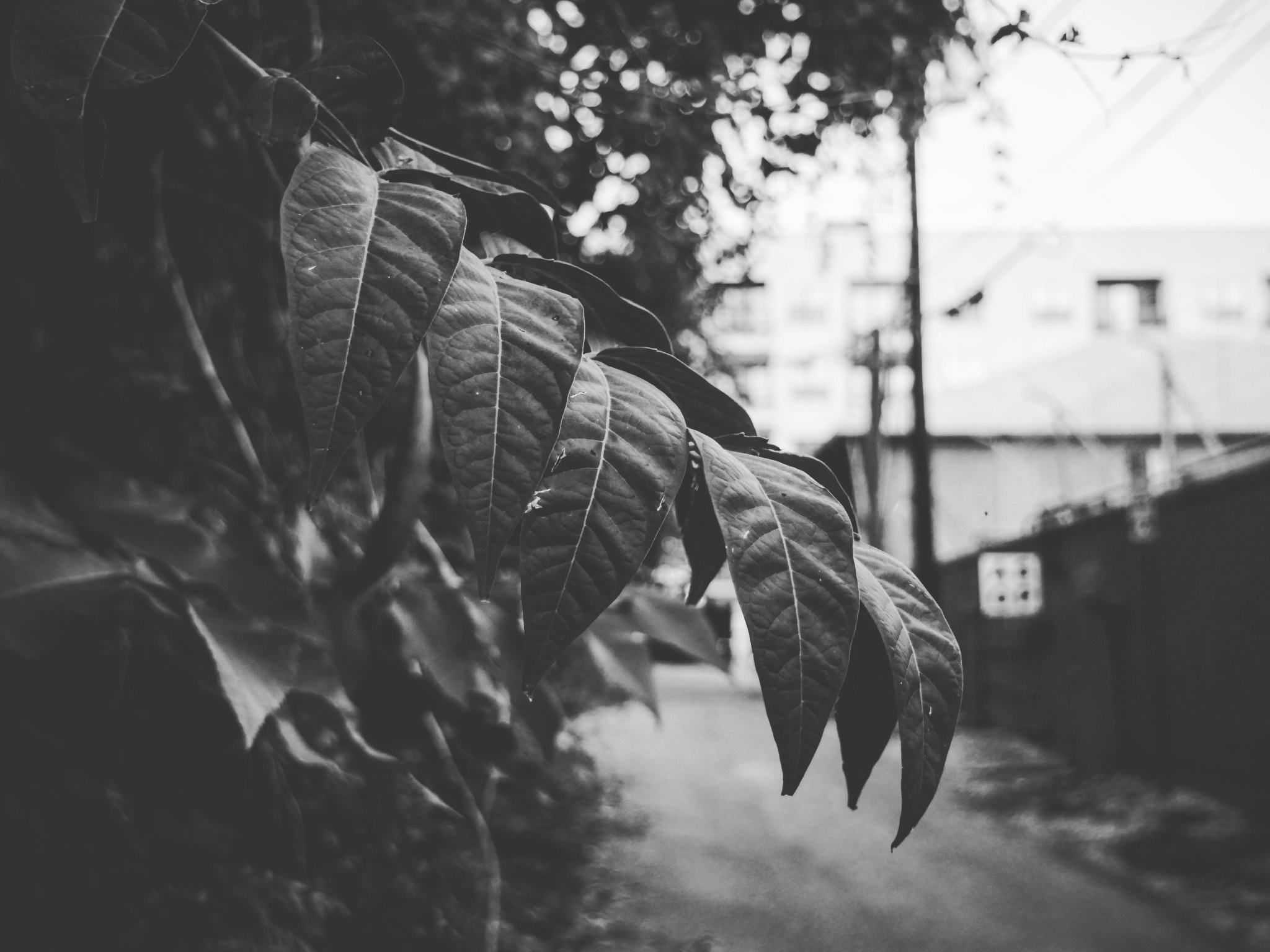 LUMIX G VARIO 12-60/F3.5-5.6 sample photo. Alley behind my studio photography