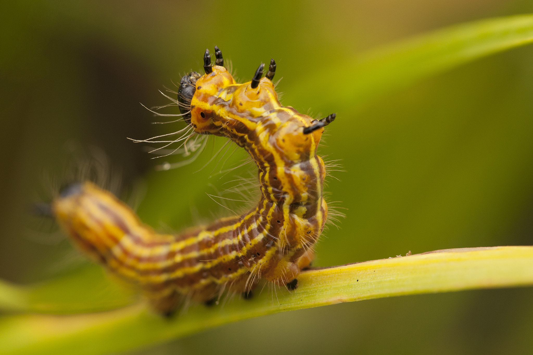 Canon EF 100mm F2.8L Macro IS USM sample photo. Drexel's datana larva - big meadows - shenandoah n photography