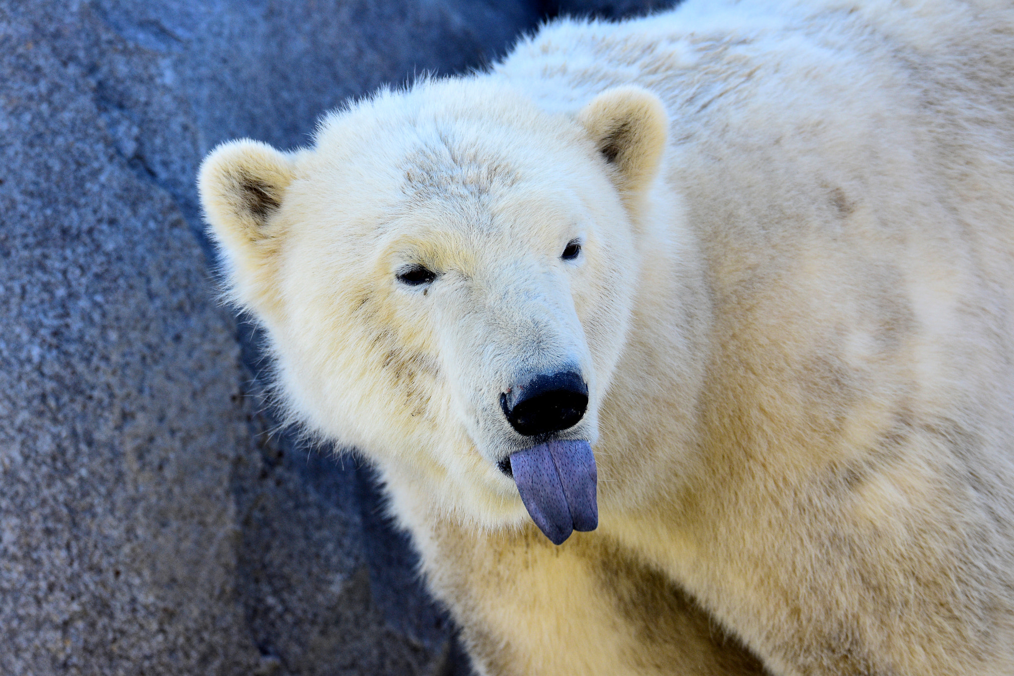 Sigma 150-600mm F5-6.3 DG OS HSM | S sample photo. White bear, blue tongue, grey rock photography