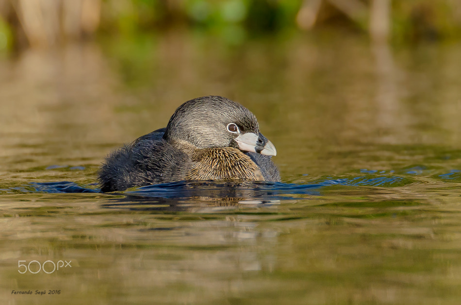 Sigma 50-500mm F4.5-6.3 DG OS HSM sample photo. Pied billed grebe photography