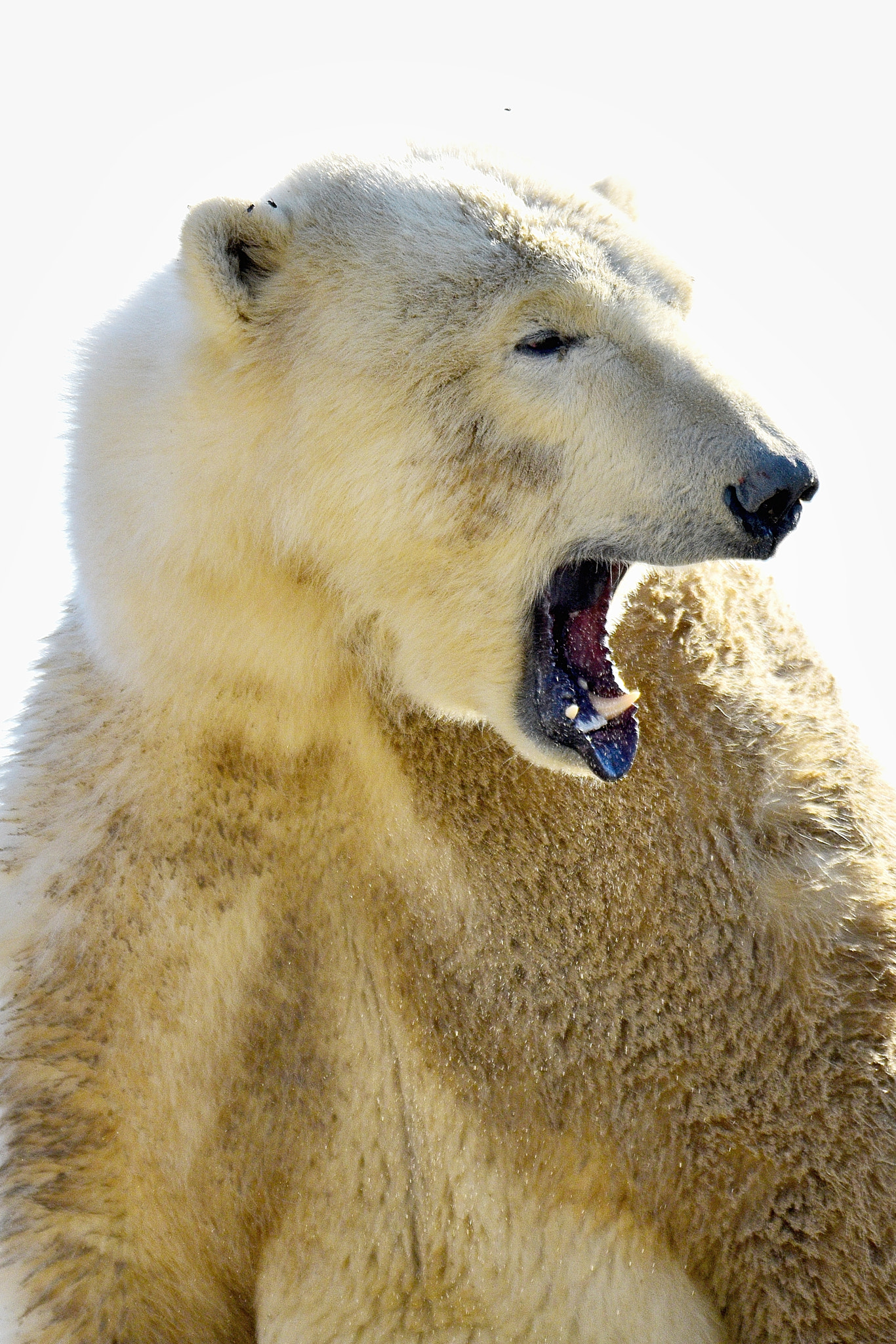 Sigma 150-600mm F5-6.3 DG OS HSM | S sample photo. Mighty white yawning photography