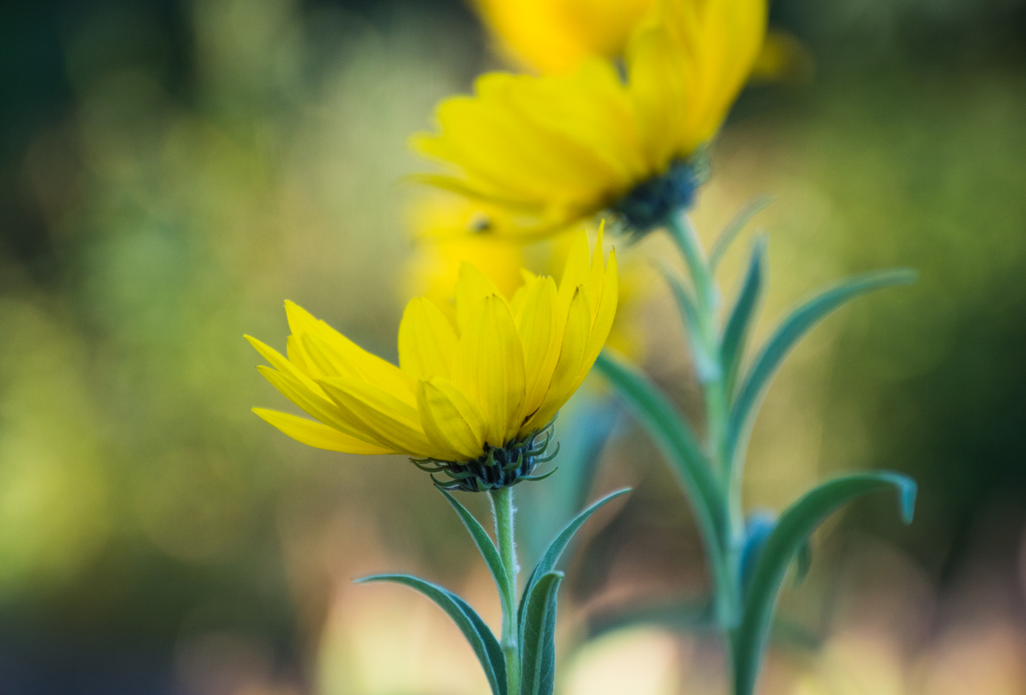 Canon EOS 760D (EOS Rebel T6s / EOS 8000D) sample photo. Yellow petals in field photography