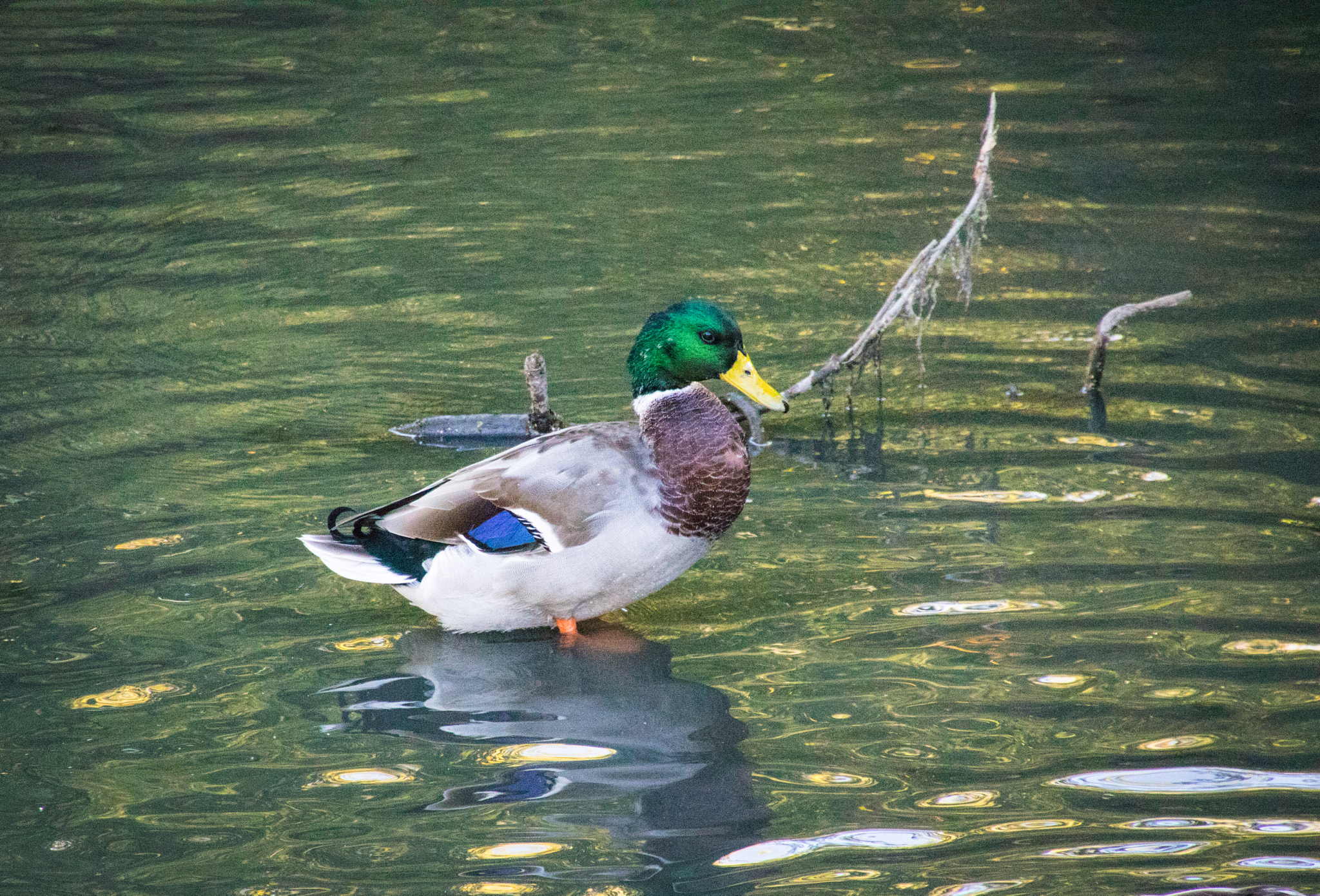 Canon EOS 760D (EOS Rebel T6s / EOS 8000D) sample photo. Mallard standing in river photography