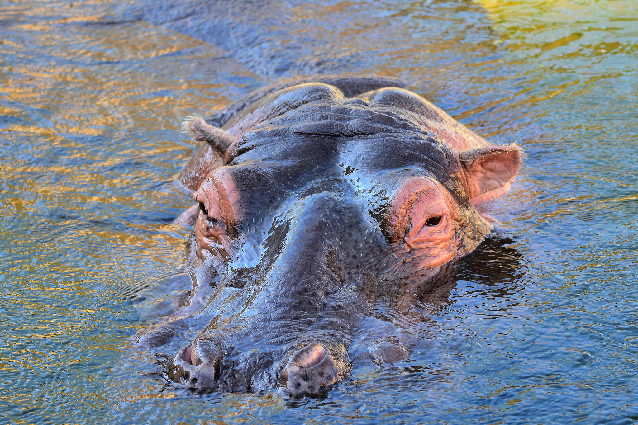 Sigma 150-600mm F5-6.3 DG OS HSM | S sample photo. Hippo encounter photography