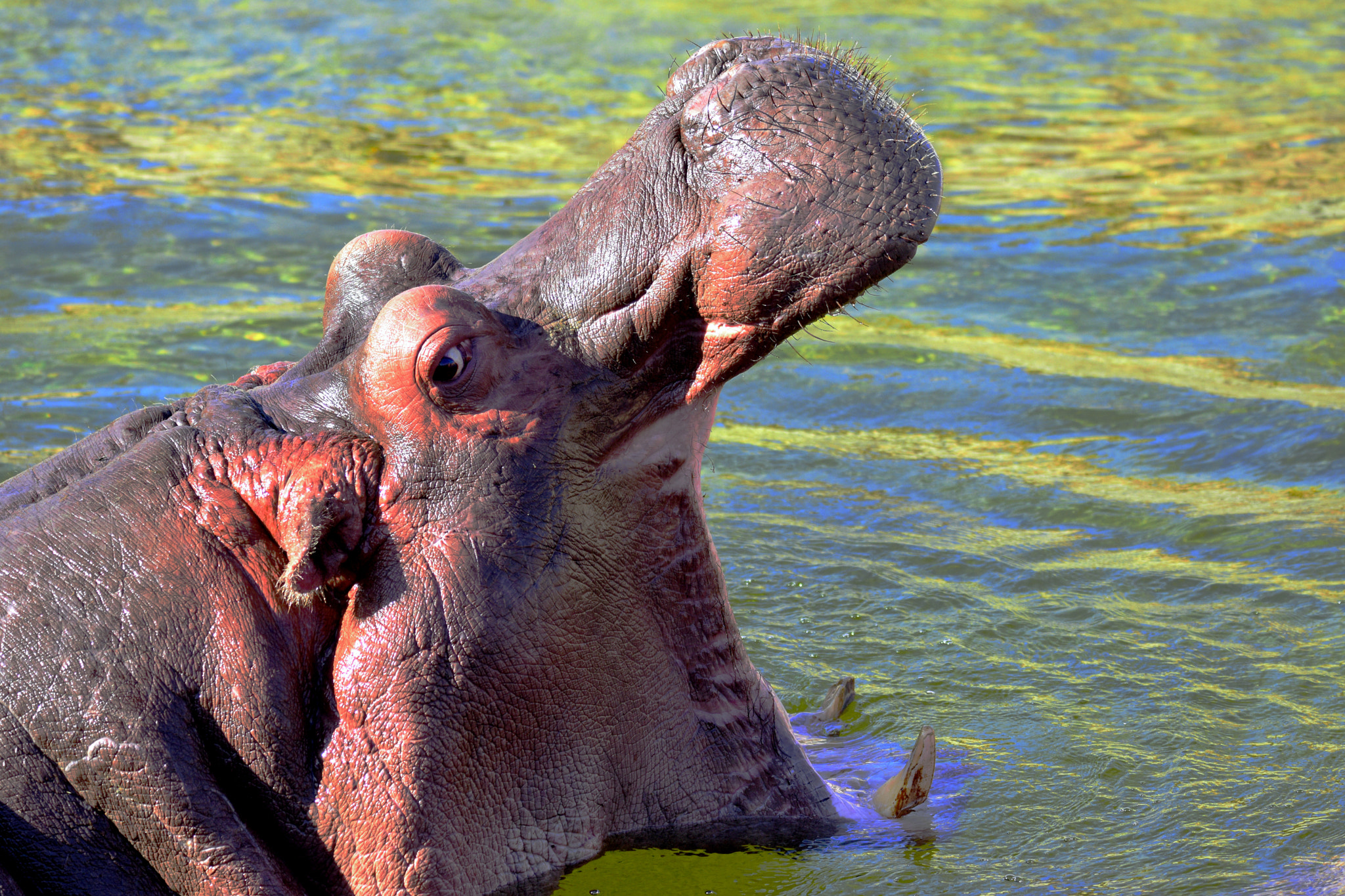 Sigma 150-600mm F5-6.3 DG OS HSM | S sample photo. Hippo encounter photography