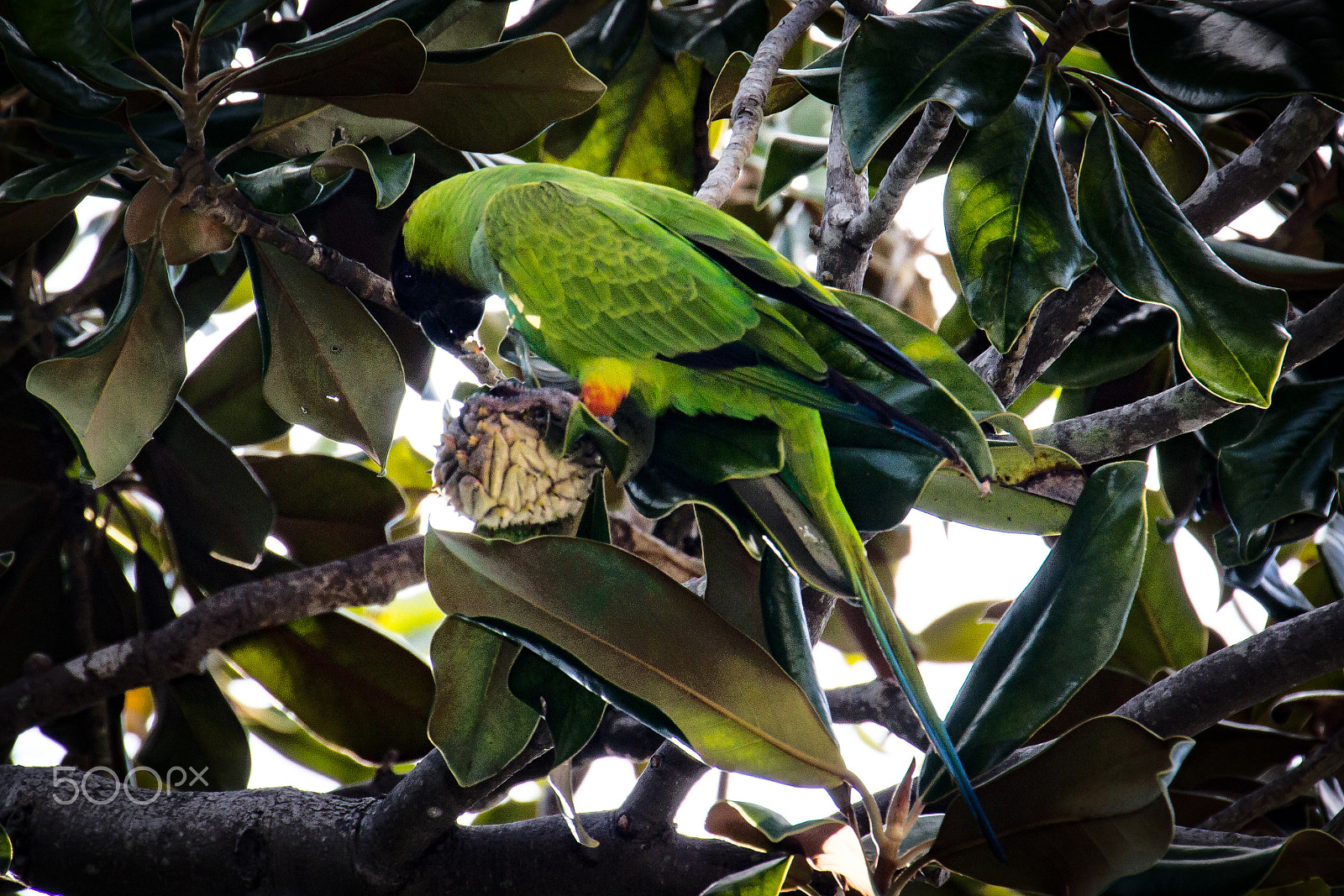 Canon EOS 600D (Rebel EOS T3i / EOS Kiss X5) sample photo. Green parrot eating photography