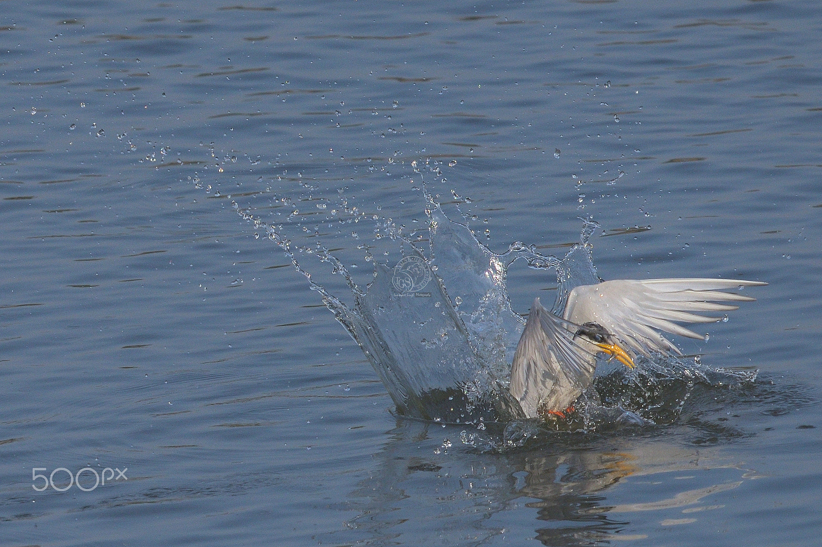 Nikon D810 sample photo. River tern photography