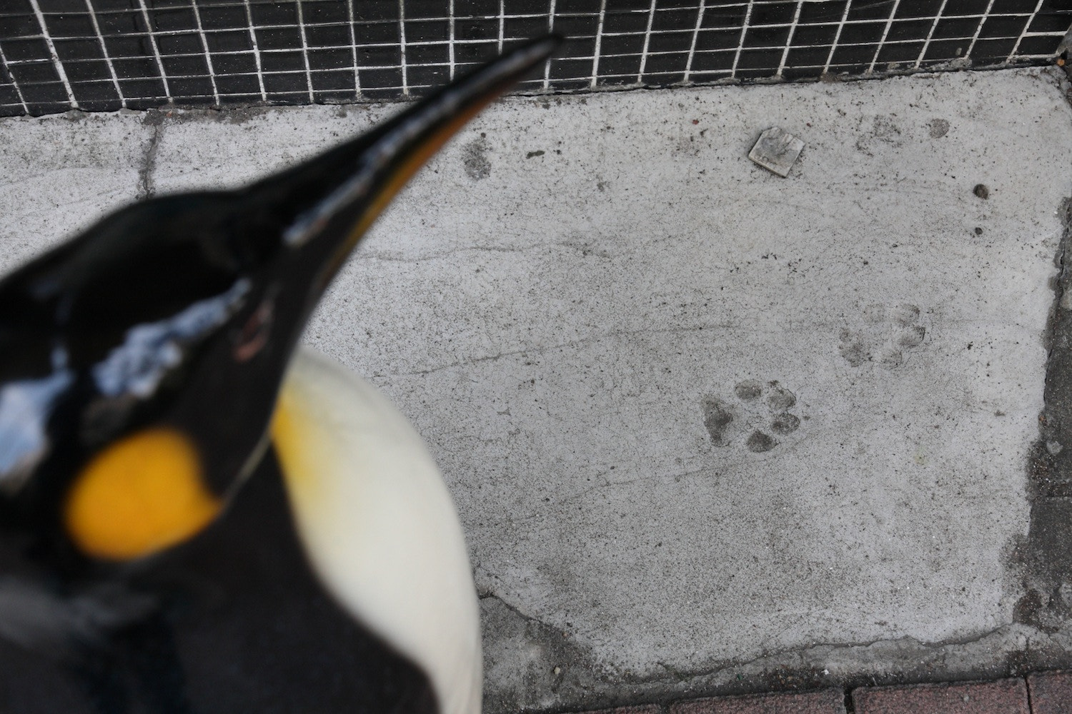 Canon EOS 40D sample photo. Walk of fame,but cat ? photography