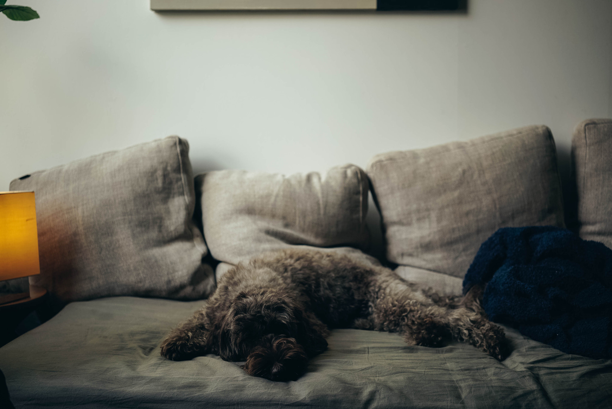 Sony a7S + Sony Sonnar T* FE 35mm F2.8 ZA sample photo. 29561664380.jpg photography