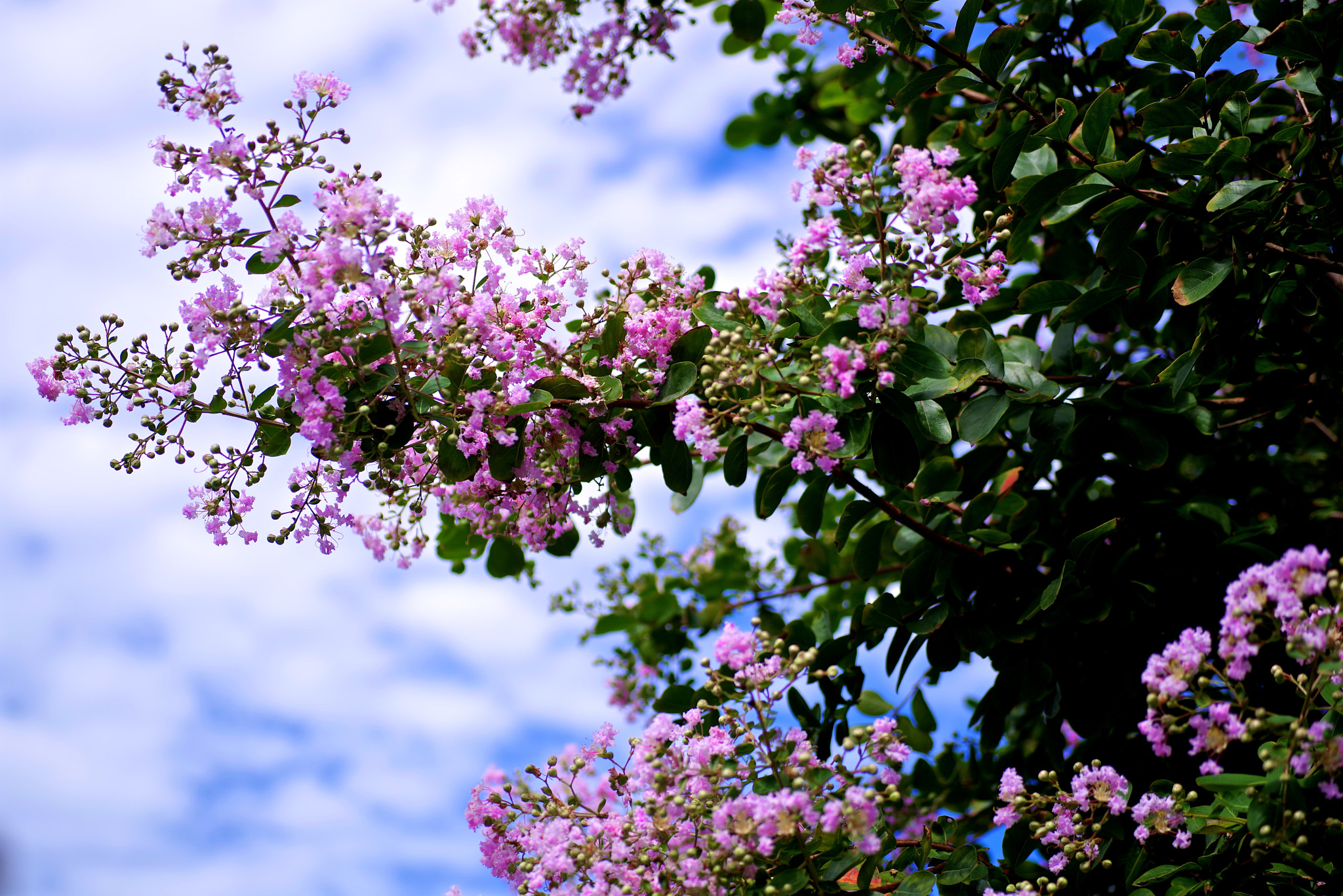 Pentax K-1 + Sigma sample photo. Crape myrtle photography