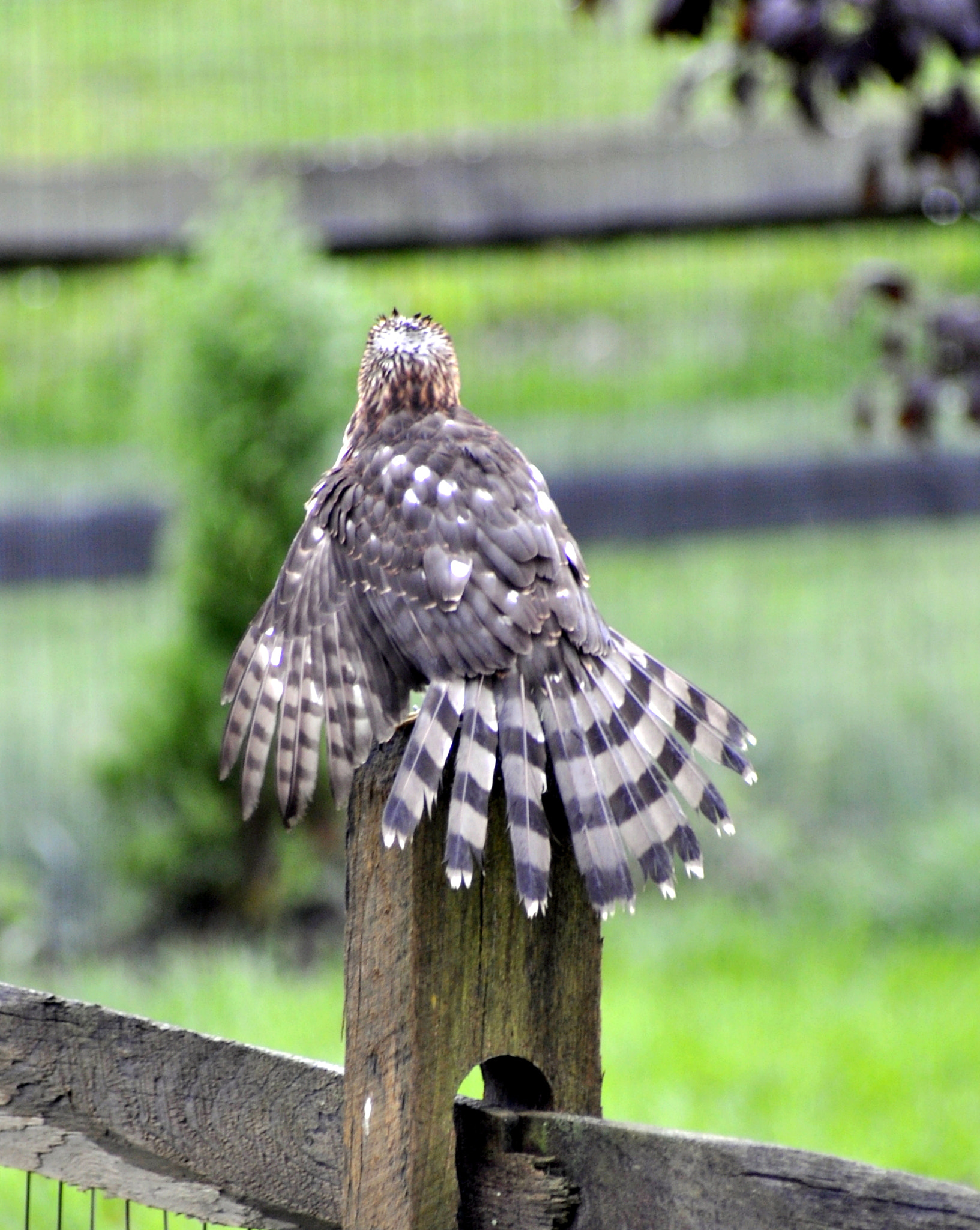 Nikon D90 sample photo. Brown tailed hawk early rainy fall day sw oh - had to shoot this through the window photography