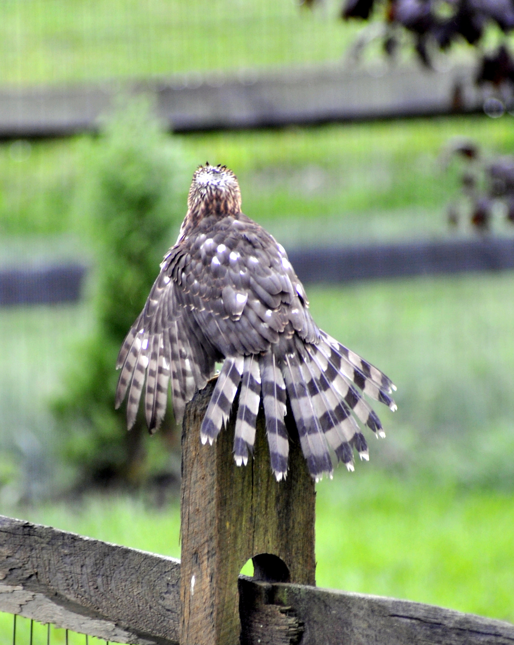 Nikon AF-Nikkor 80-200mm F2.8D ED sample photo. Brown tailed hawk early rainy fall day sw oh - had to shoot this through the window photography
