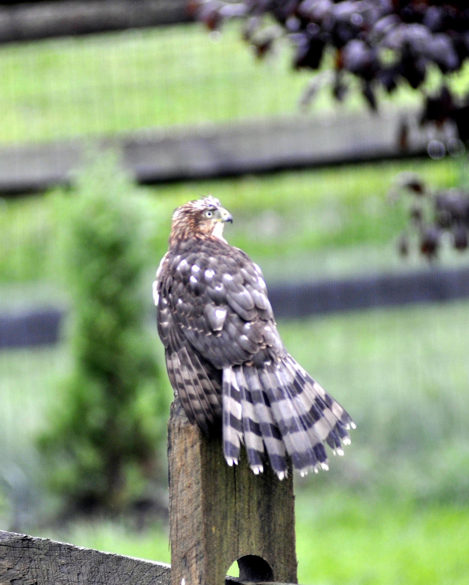 Nikon D90 sample photo. Brown tailed hawk fence sittin' early fall day sw oh - had to shoot the photo through the door glass photography