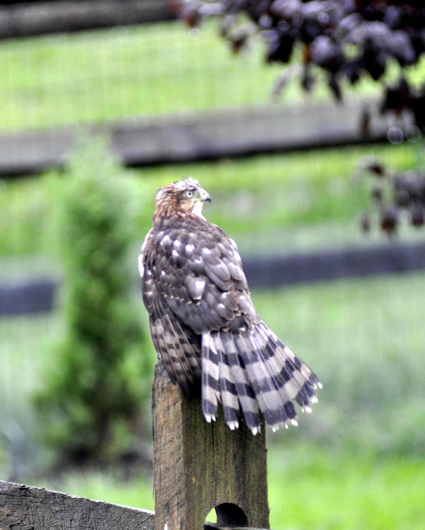 Nikon AF-Nikkor 80-200mm F2.8D ED sample photo. Brown tailed hawk fence sittin' early fall day sw oh - had to shoot the photo through the door glass photography