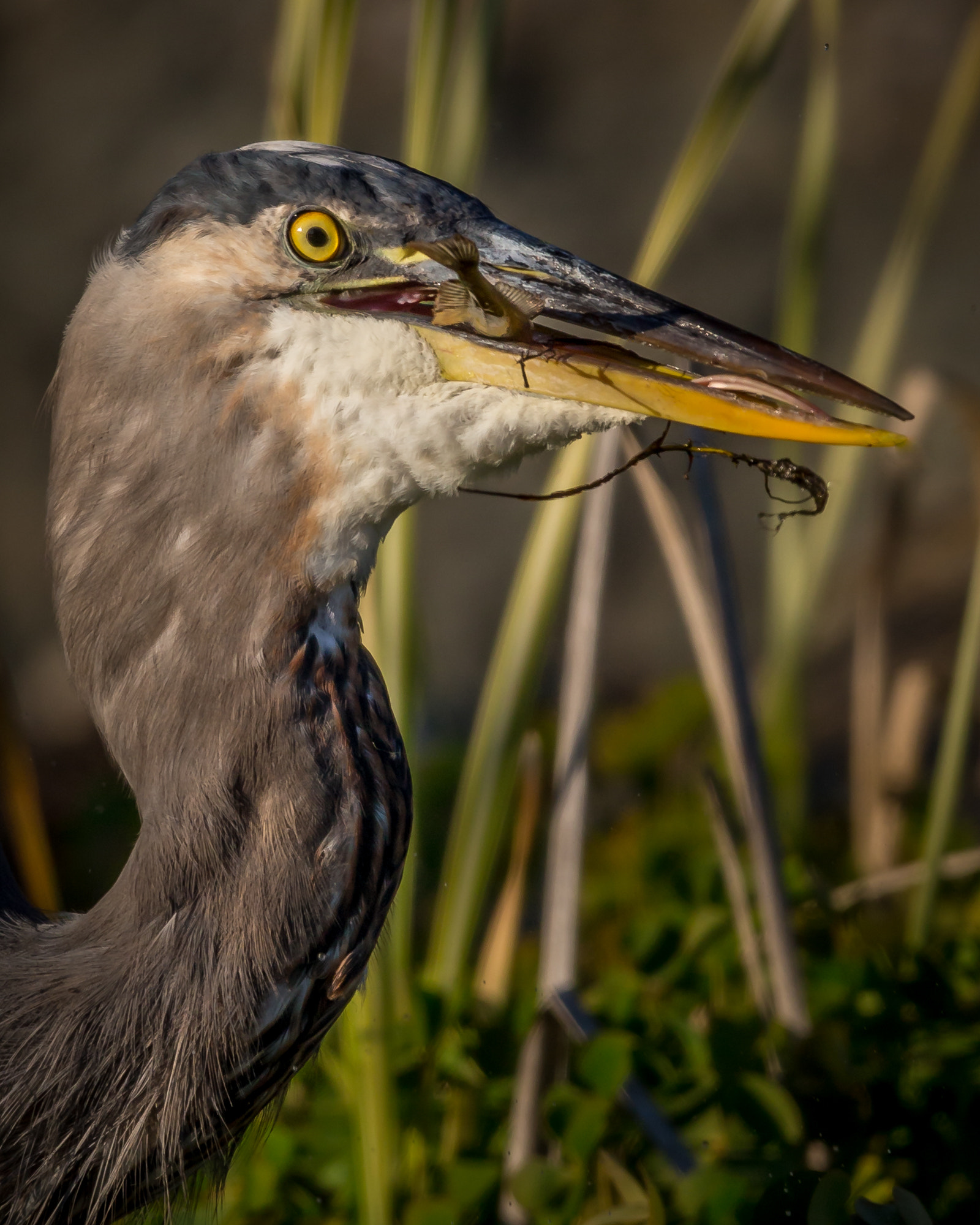 Canon EF 600mm F4L IS II USM sample photo. Fish dinner photography