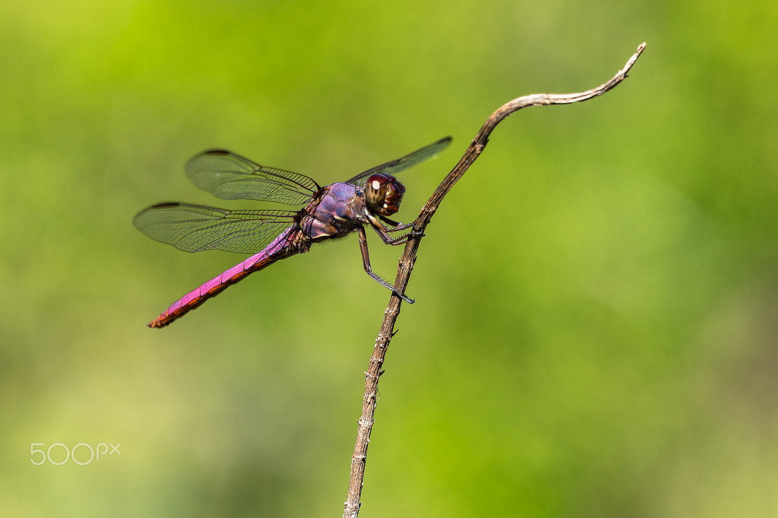 Sony 70-400mm F4-5.6 G SSM II sample photo. Roseate skimmer photography