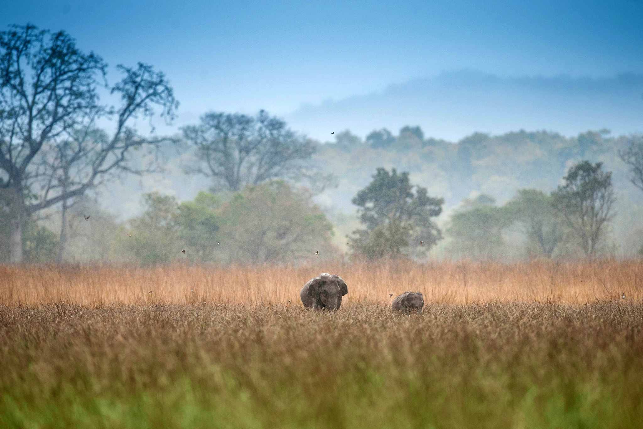 Nikon D700 + Nikon AF-S Nikkor 600mm F4G ED VR sample photo. Moring blues photography