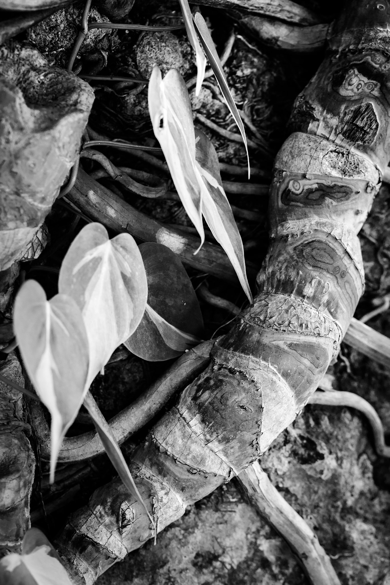 Canon EF 100mm F2.8L Macro IS USM sample photo. Monstera roots photography