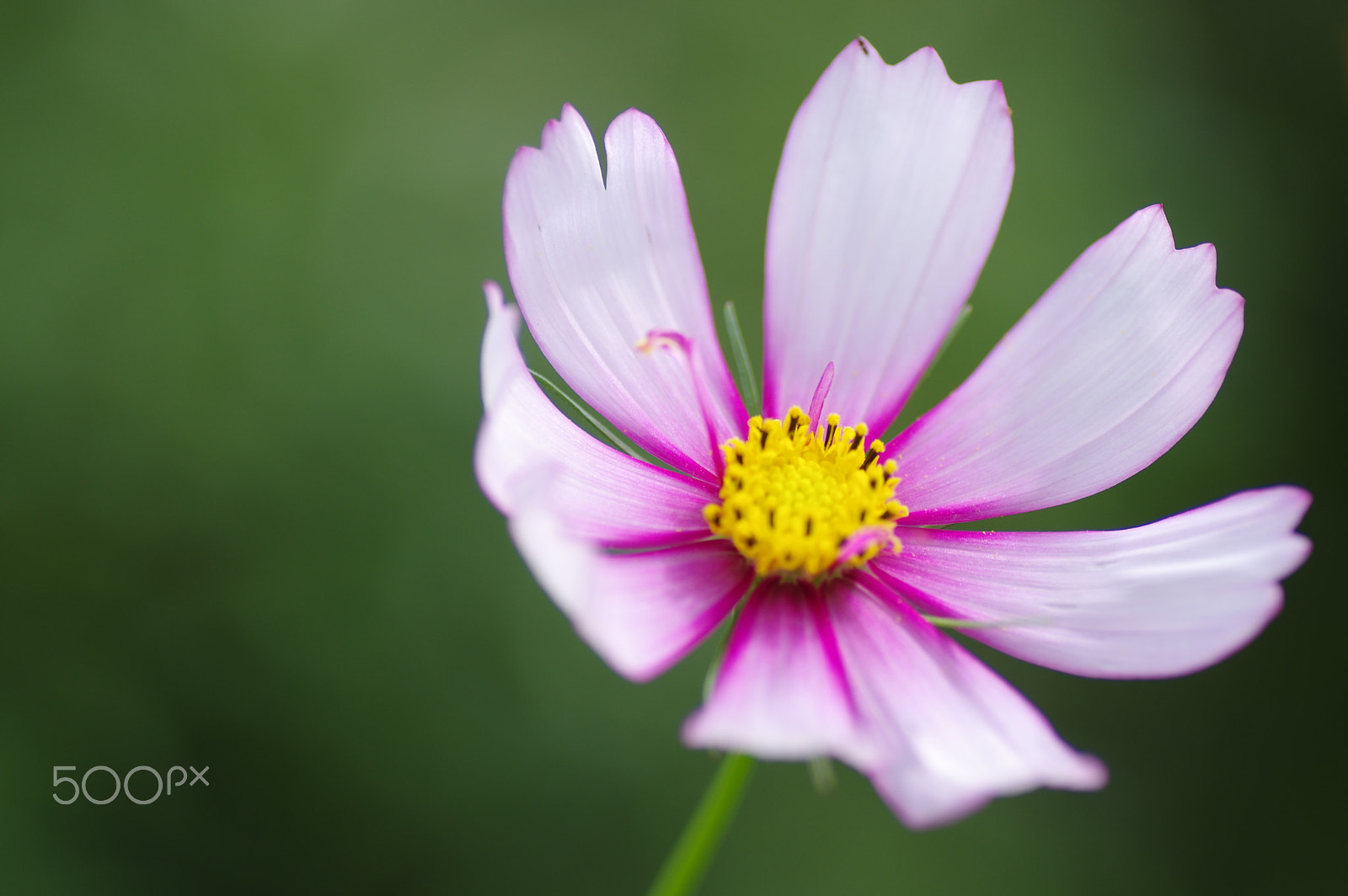 Pentax K-3 II sample photo. Cosmos photography