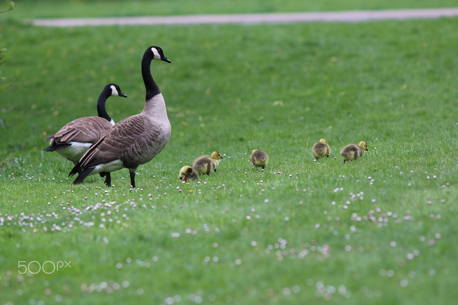 Canon EOS 70D + Canon EF 200mm F2.8L II USM sample photo. Familienausflug photography