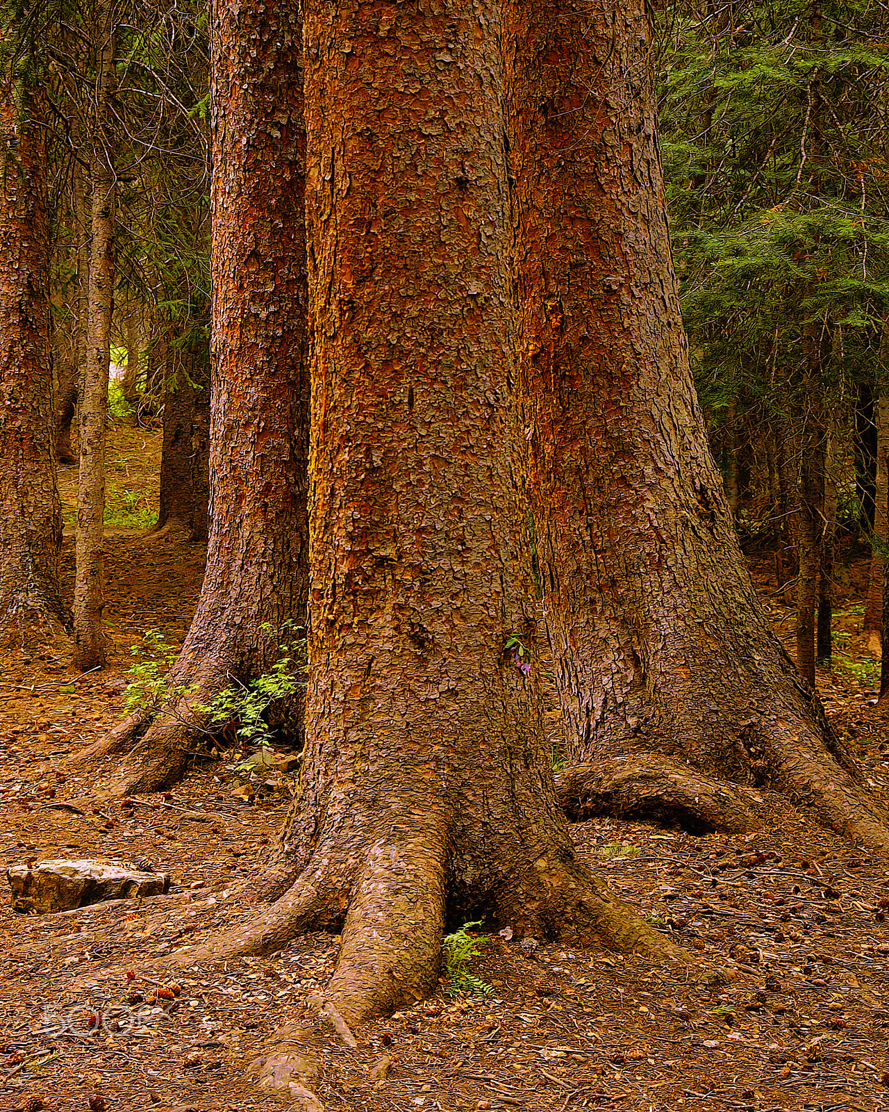 Kodak DCS Pro SLR/n sample photo. The three trees photography