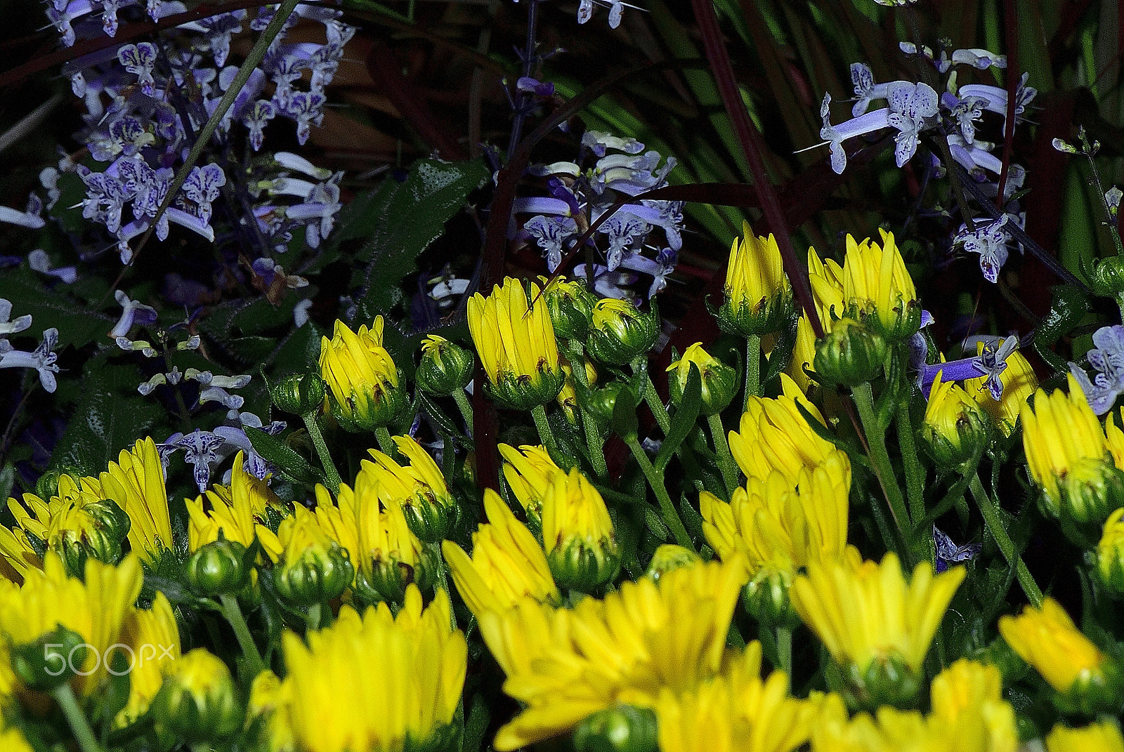 Nikon D200 sample photo. Shortly before awaken flower bloom photography