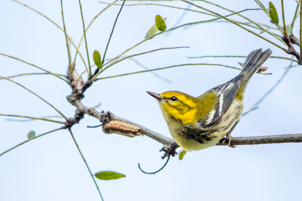 Canon EF 200-400mm F4L IS USM Extender 1.4x sample photo. Black-throated green warbler photography