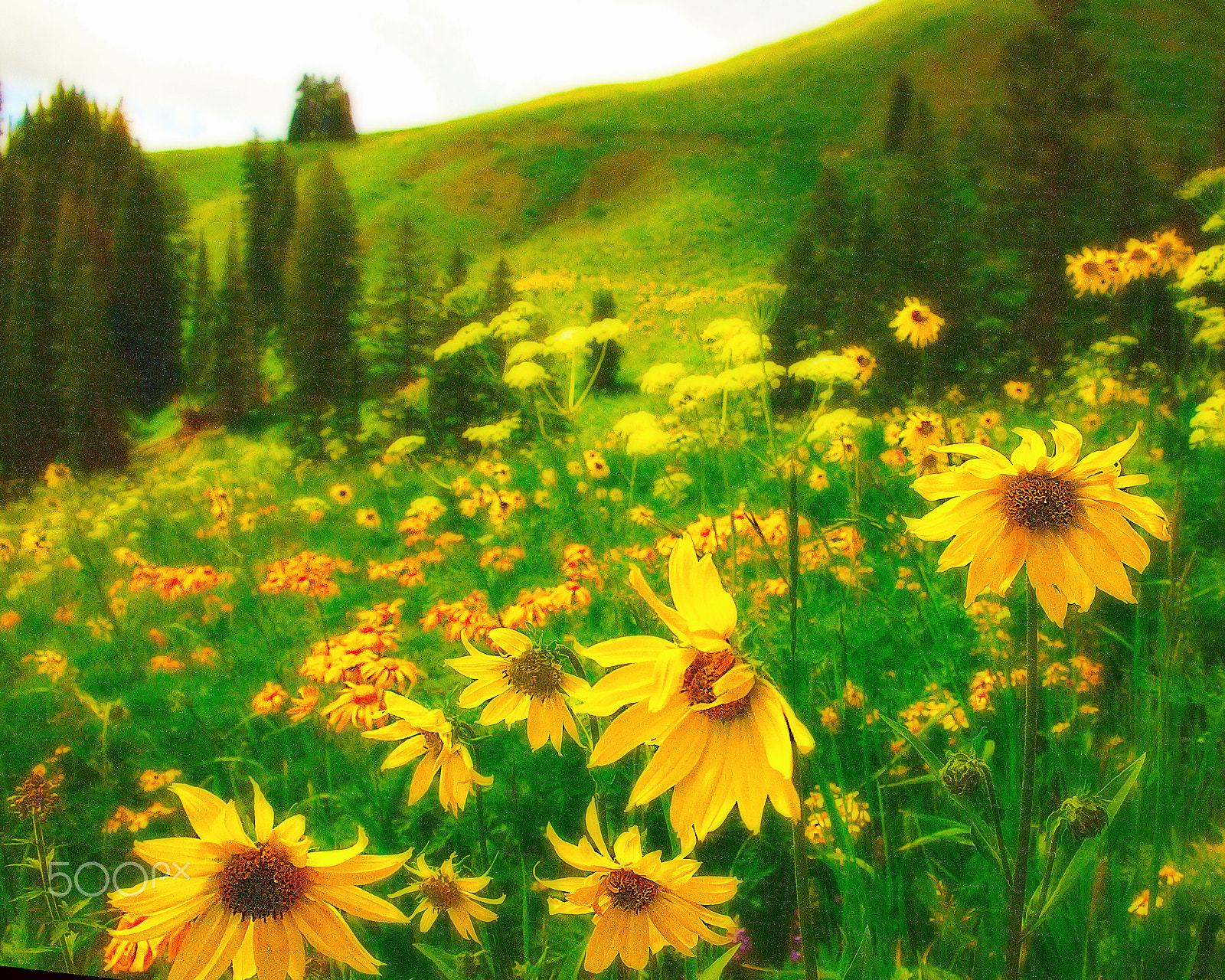 Kodak DCS Pro 14N sample photo. Field of yellow flowers photography