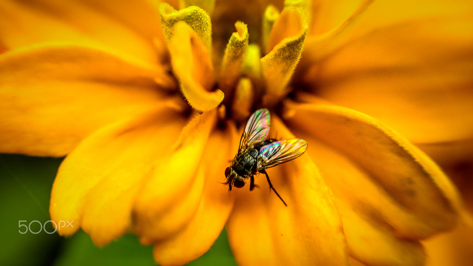 Xiaomi Mi 4i sample photo. Musca domestica photography