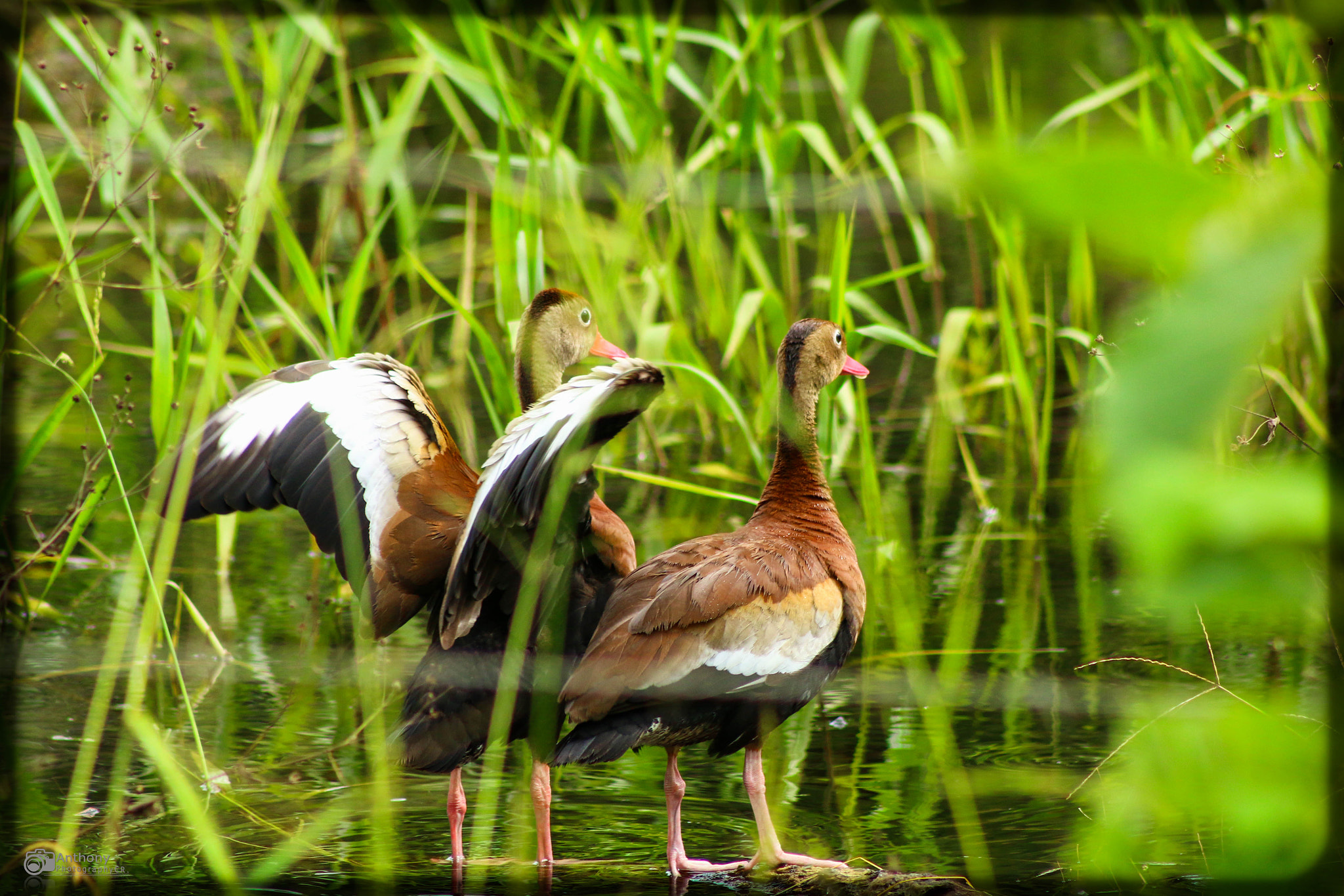 Canon EF 75-300mm f/4-5.6 USM sample photo. Wildlife photography
