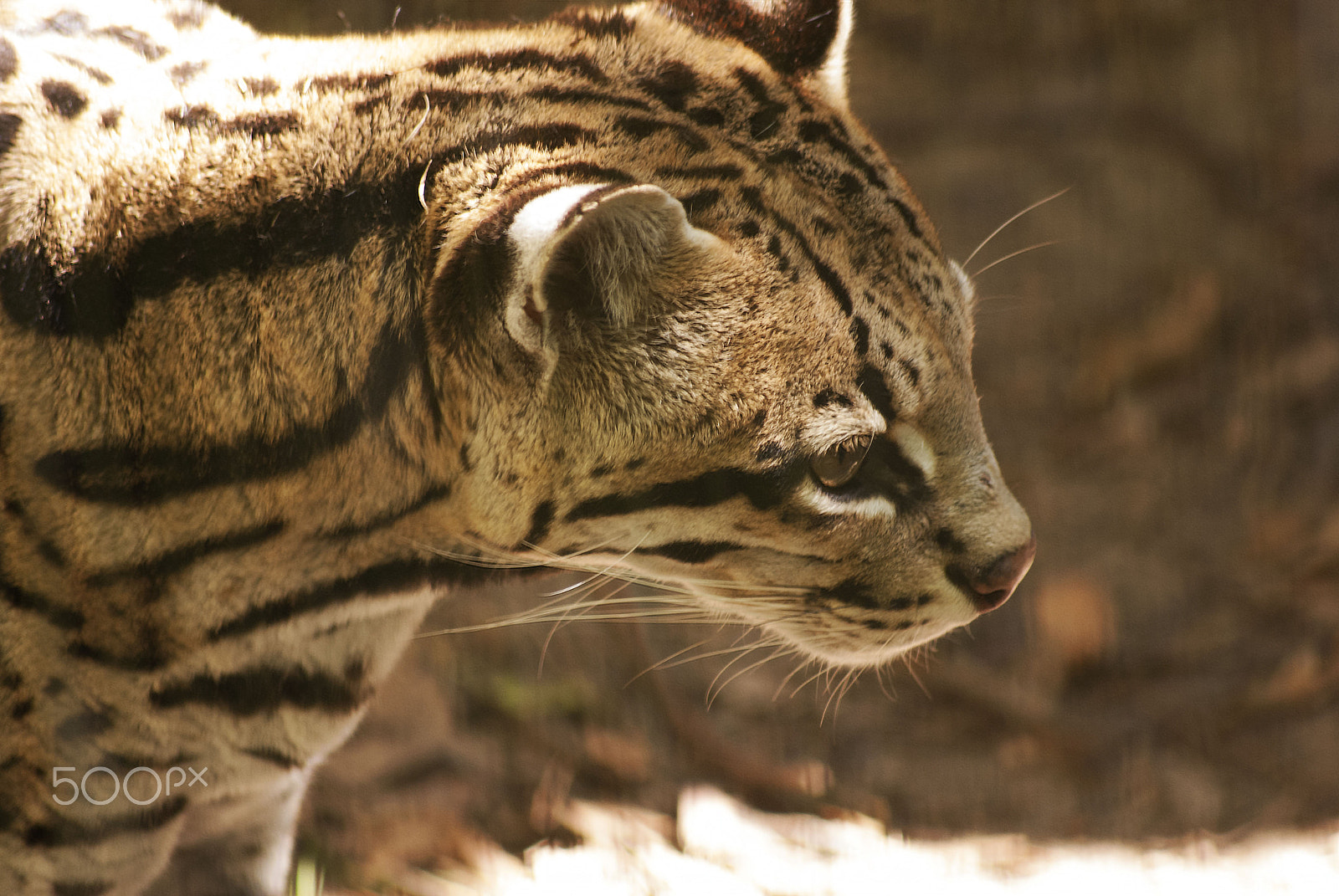 Sigma 70-300mm F4-5.6 APO DG Macro sample photo. Ocelot photography