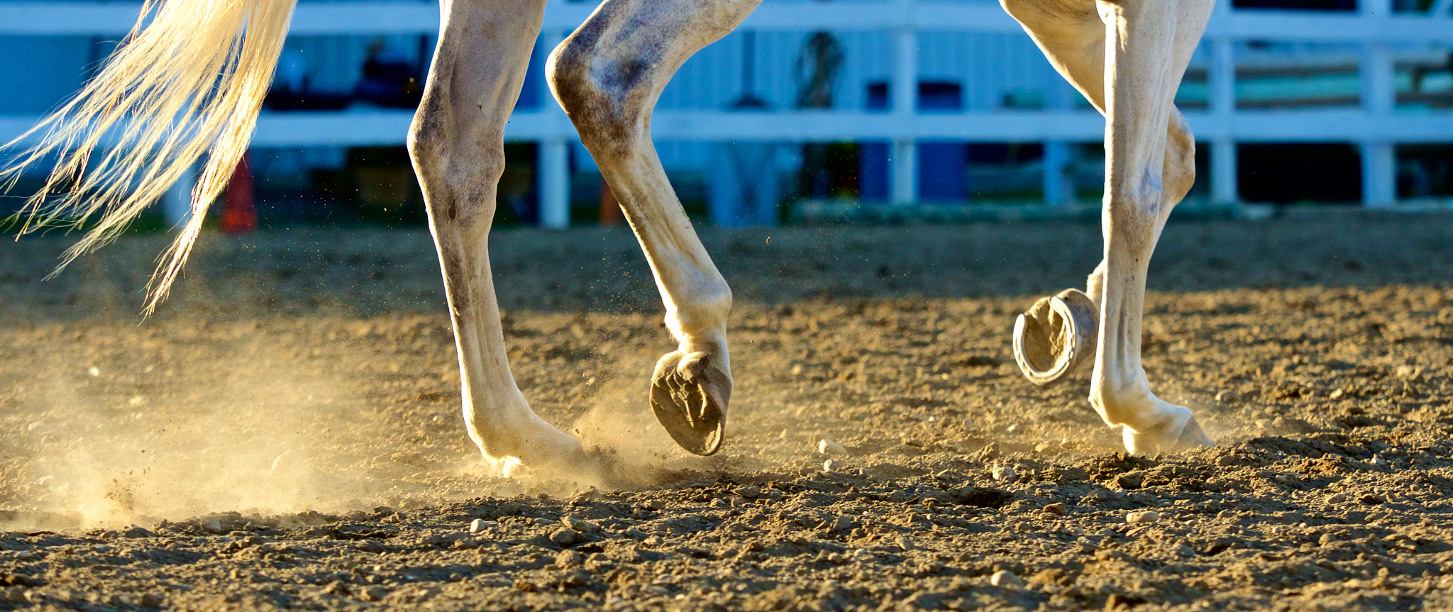 Panasonic Lumix DMC-GH4 + Olympus M.Zuiko Digital ED 40-150mm F2.8 Pro sample photo. Life's a dance... photography