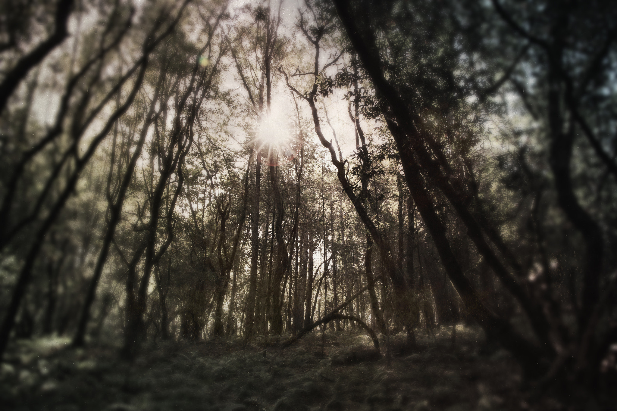 Hipstamatic 321 sample photo. Sun behind the trees photography