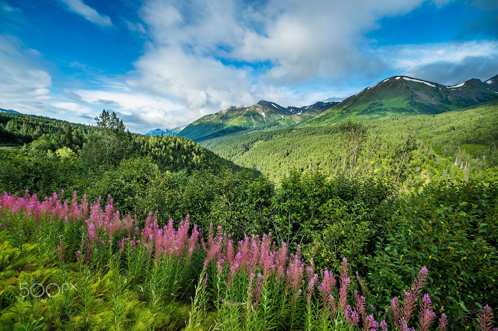 Nikon D4S sample photo. Summer in alaska photography