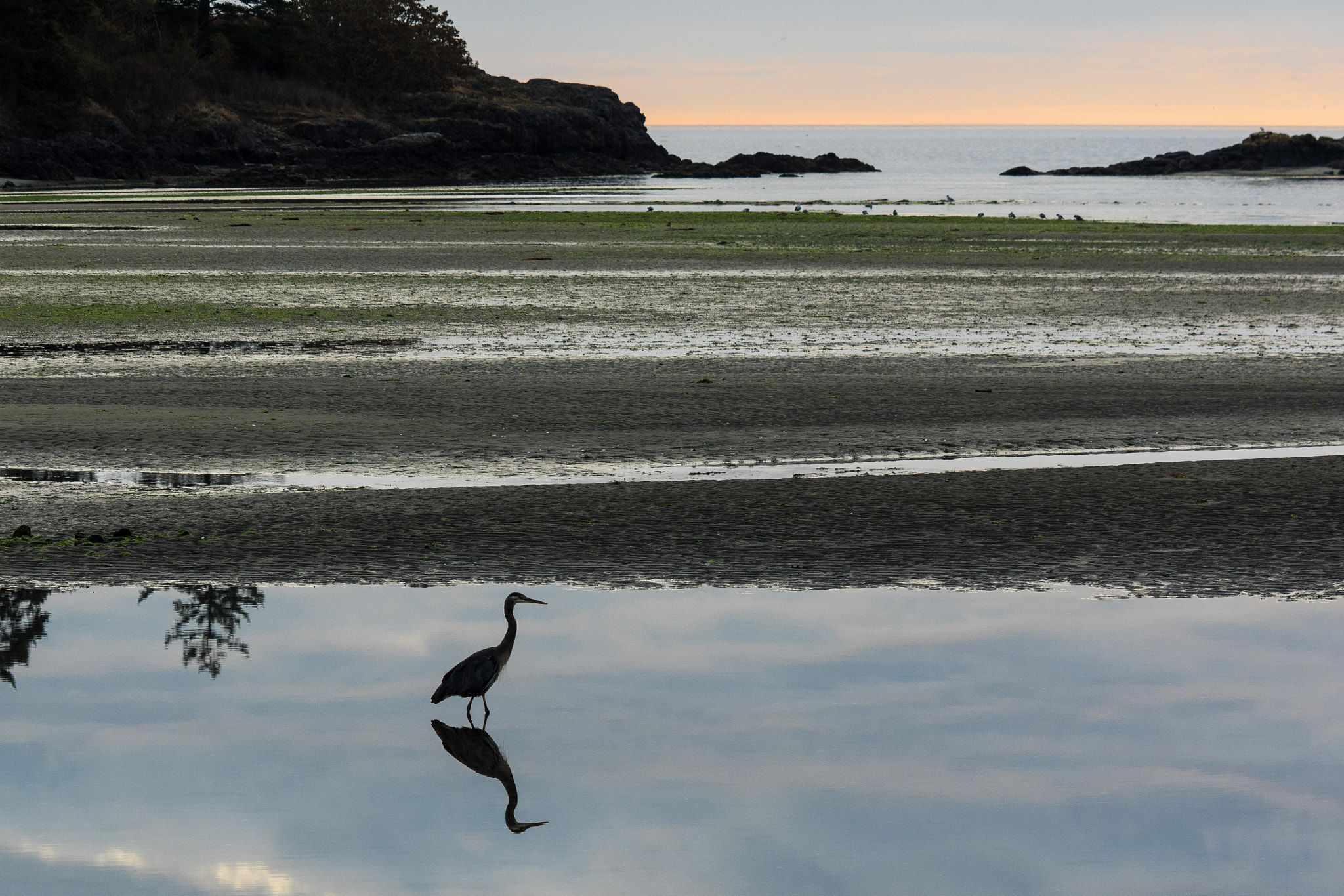 Olympus OM-D E-M1 sample photo. Sunrise and low tide at witty's lagoon photography