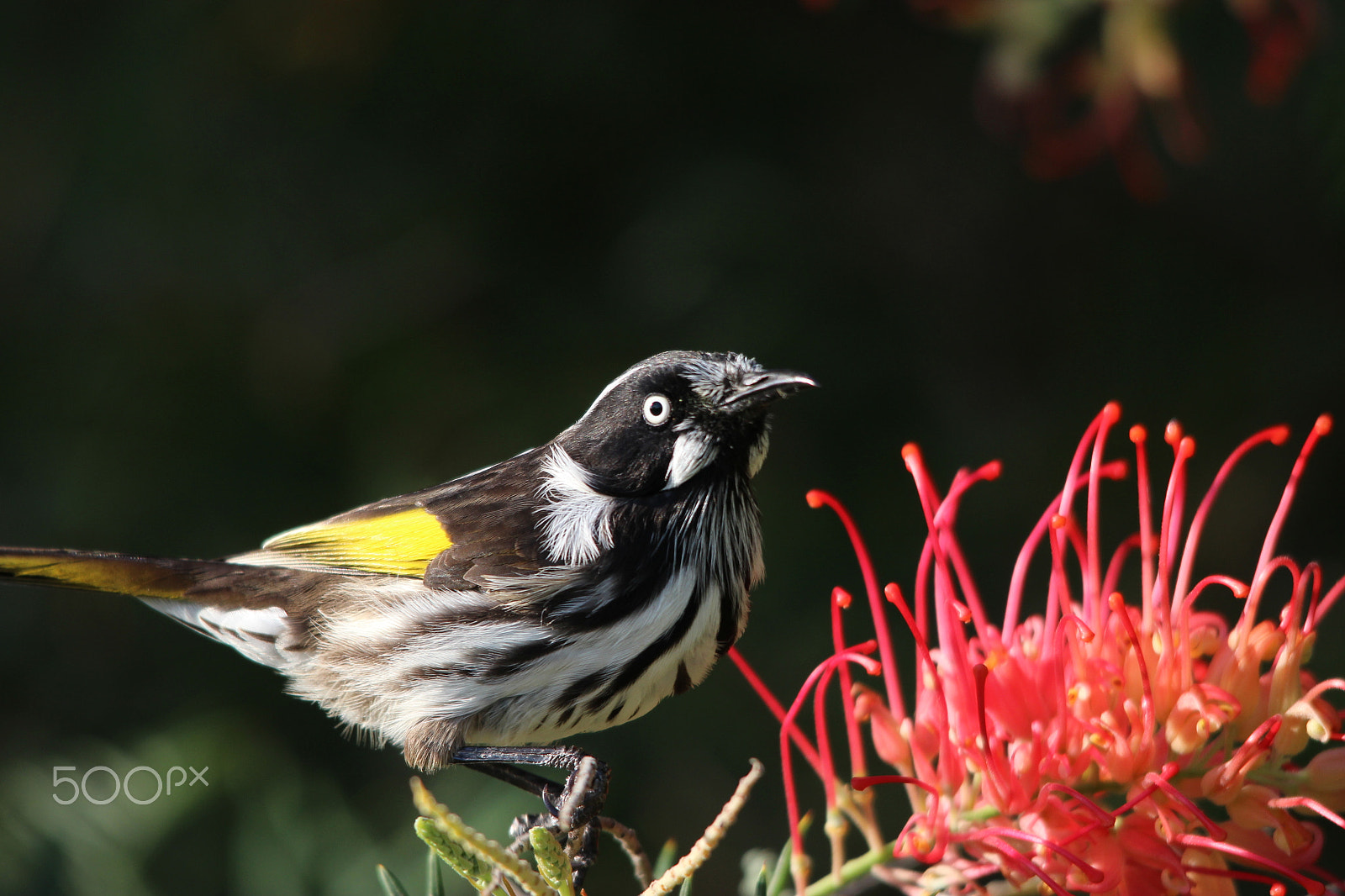 Sigma 150-500mm F5-6.3 DG OS HSM sample photo. Img photography