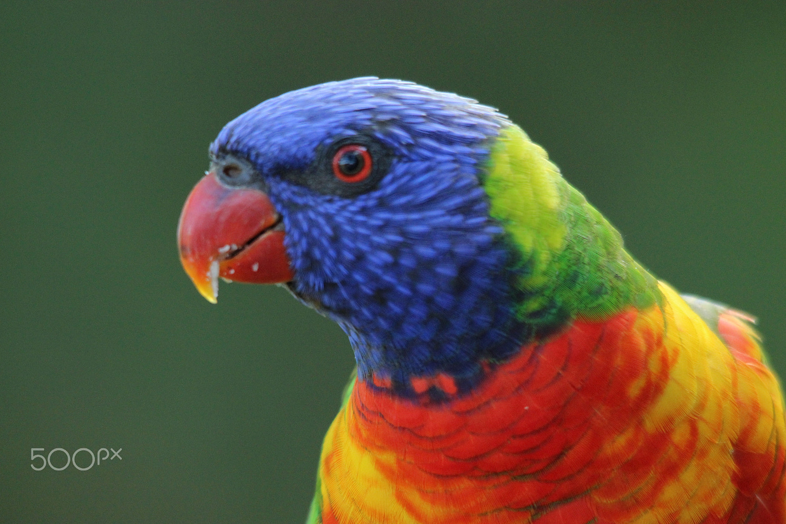 Sigma 150-500mm F5-6.3 DG OS HSM sample photo. Img photography
