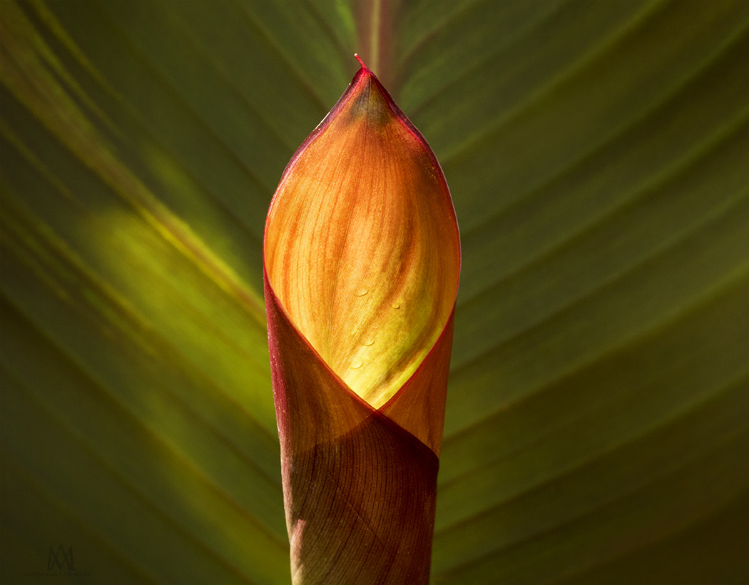 Olympus M.Zuiko Digital ED 60mm F2.8 Macro sample photo. Ginger leaves photography