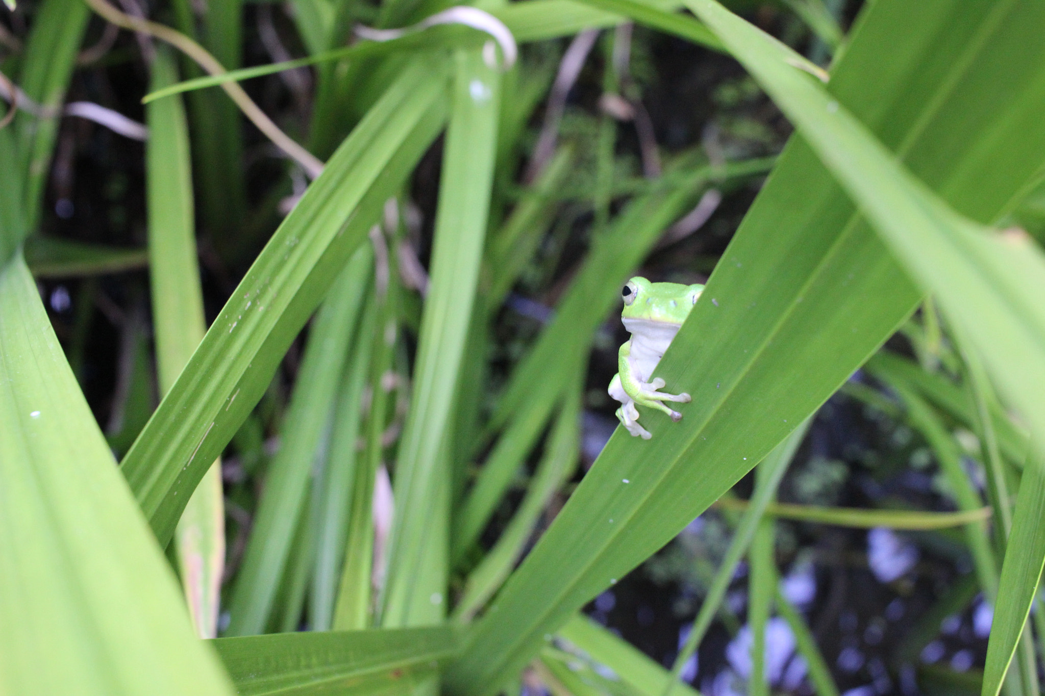 Canon EOS 600D (Rebel EOS T3i / EOS Kiss X5) + Canon EF-S 24mm F2.8 STM sample photo. Shy frog photography