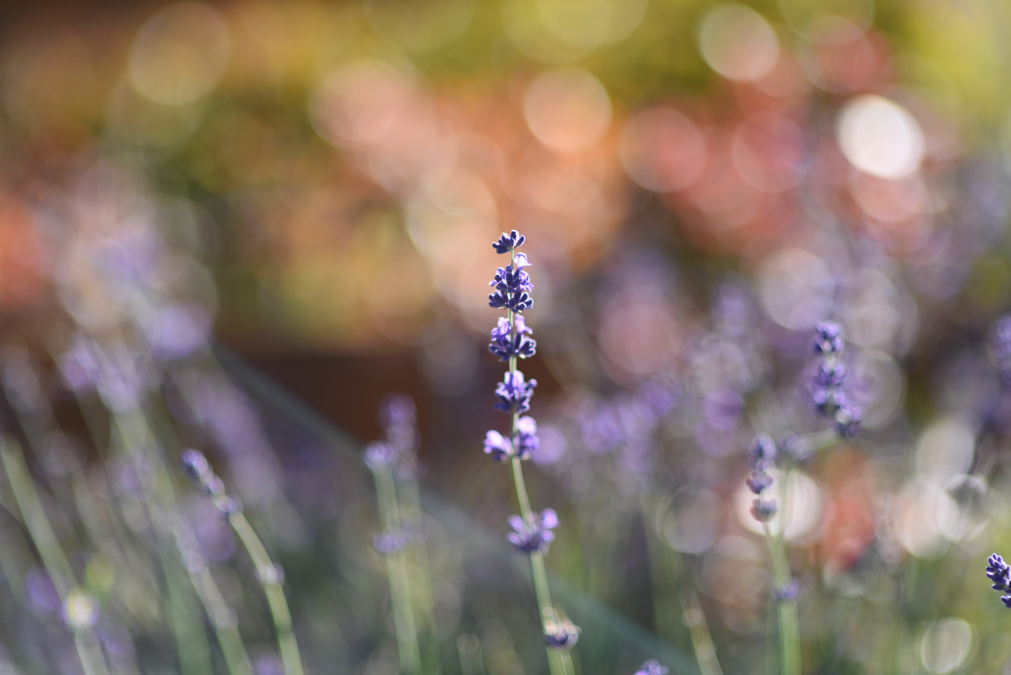 Nikon D810 + Nikon AF Nikkor 85mm F1.4D sample photo. Pw03 photography
