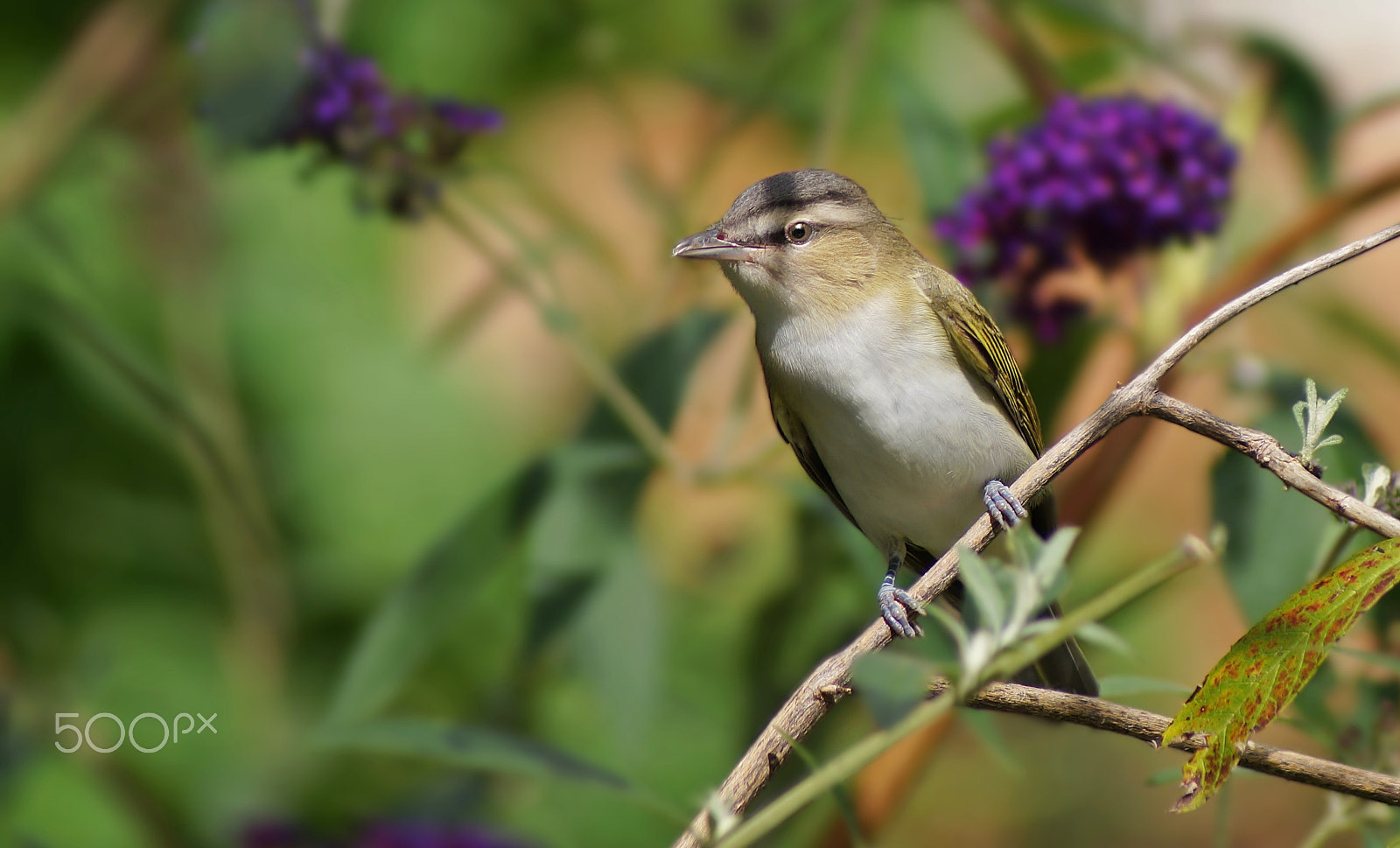 Sony 75-300mm F4.5-5.6 sample photo. Curious photography