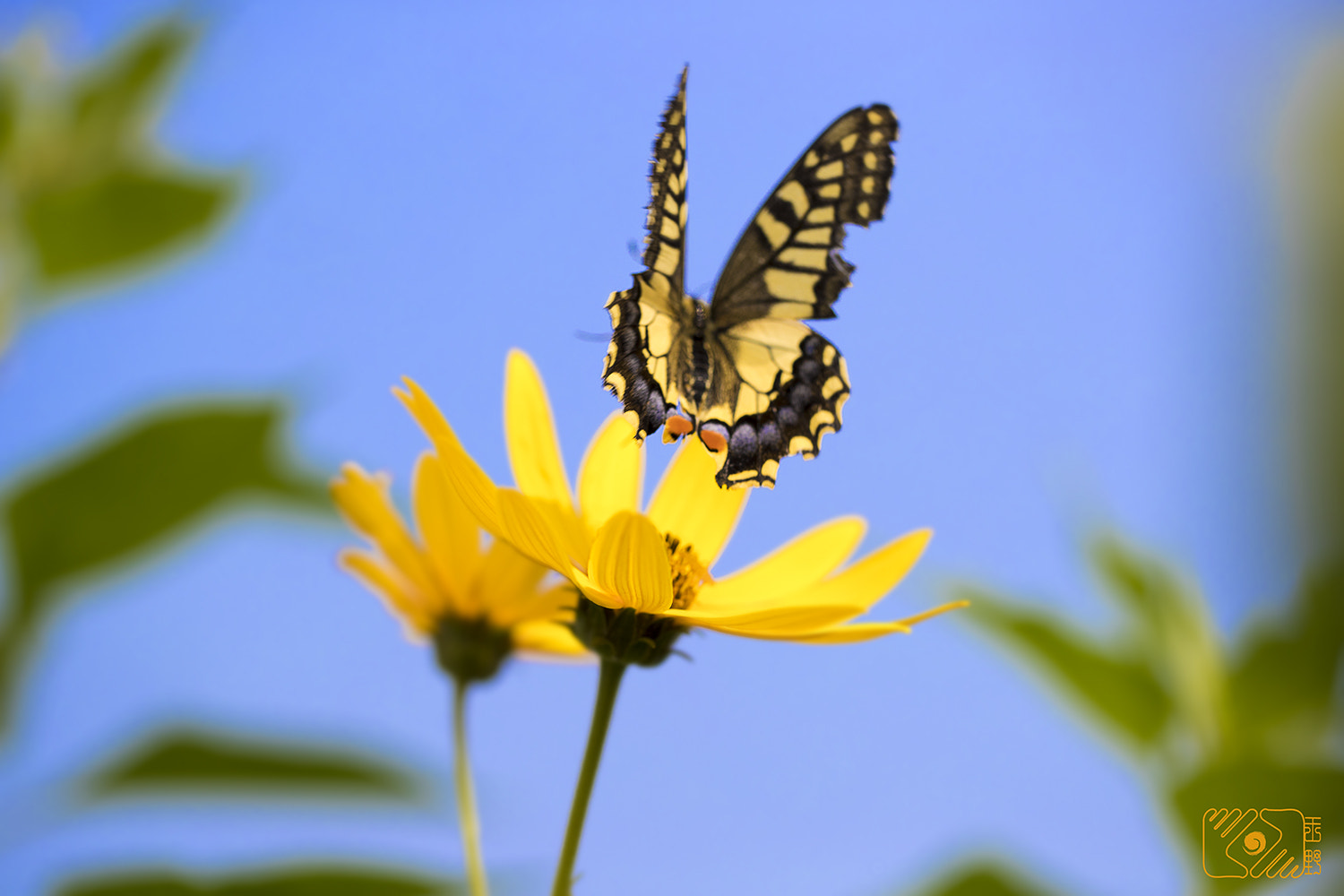 Canon EF 100mm F2.8L Macro IS USM sample photo. Butterfly photography