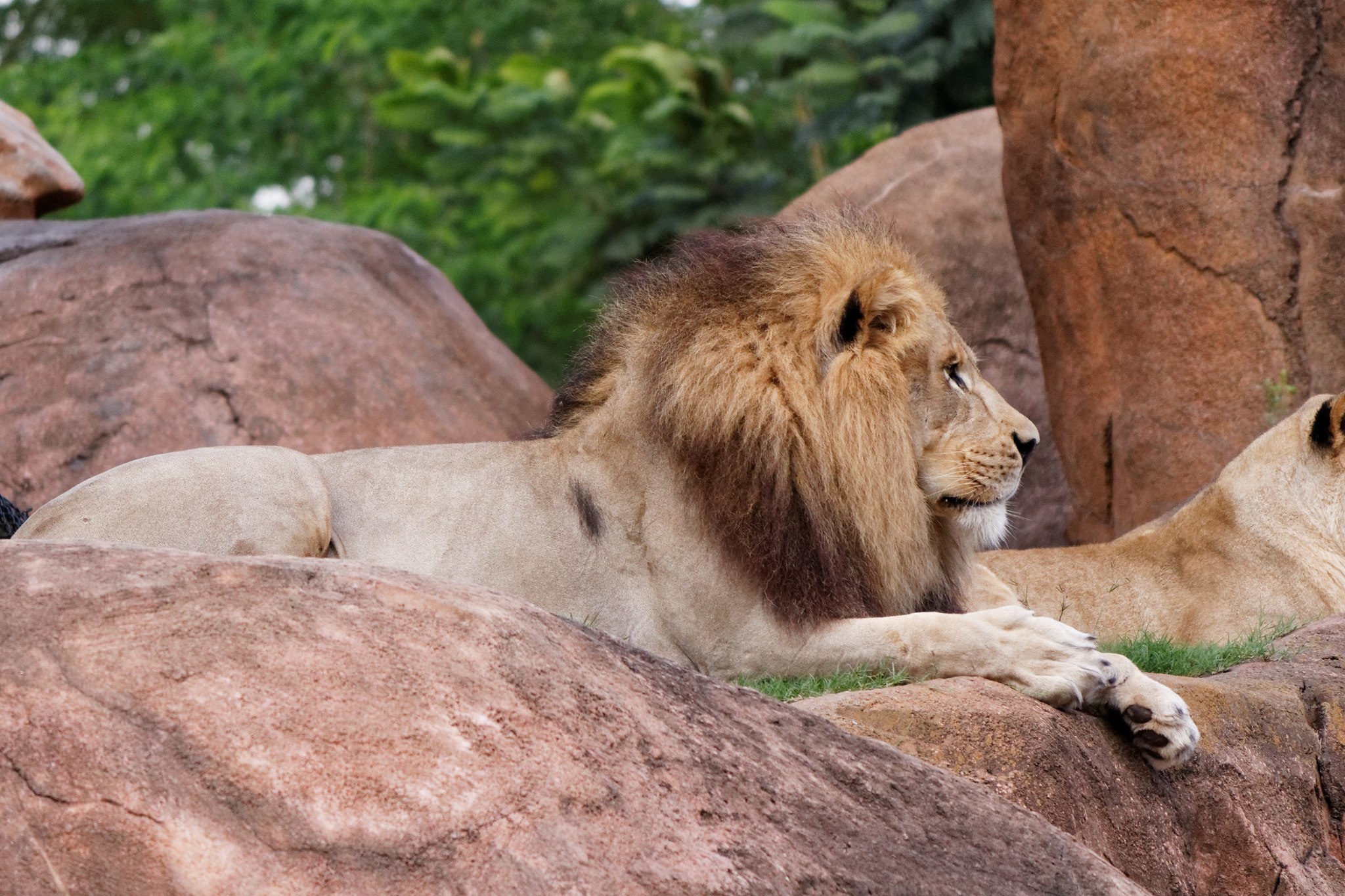 Canon EOS 100D (EOS Rebel SL1 / EOS Kiss X7) sample photo. Lion photography