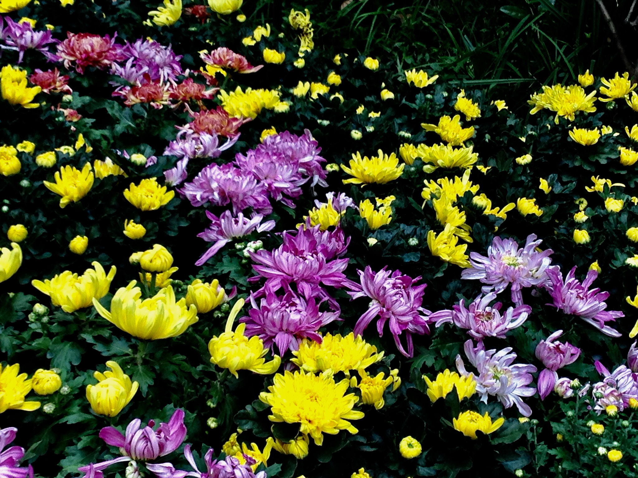 Apple iPhone5,2 sample photo. Chrysanthemums 菊花 photography