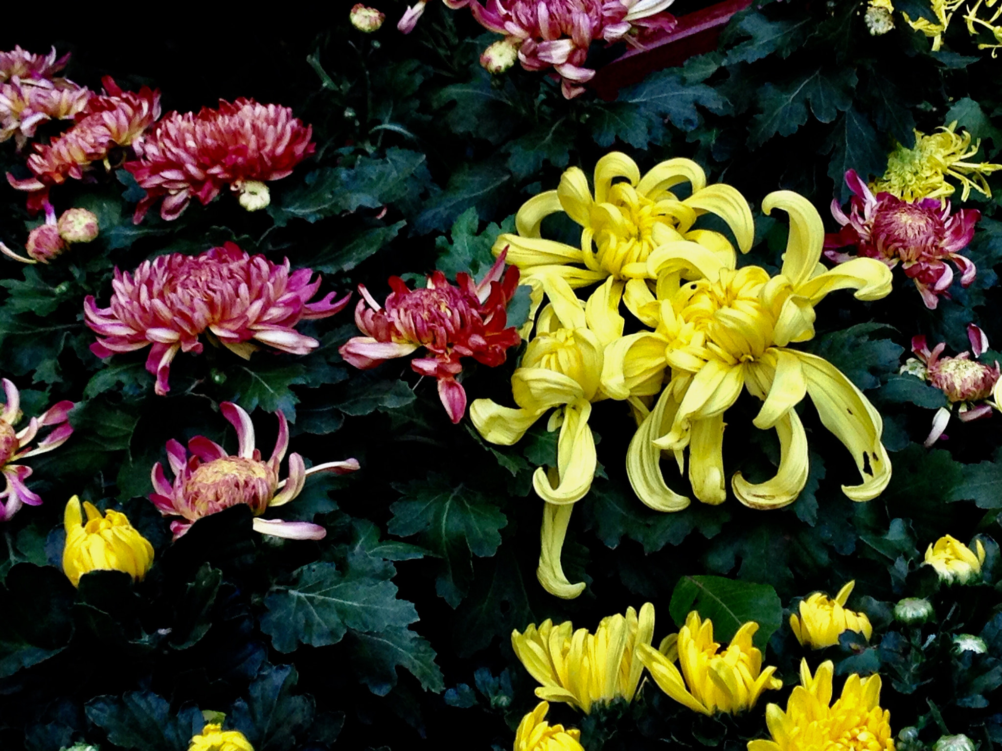 Apple iPhone5,2 sample photo. Chrysanthemums 菊花 photography