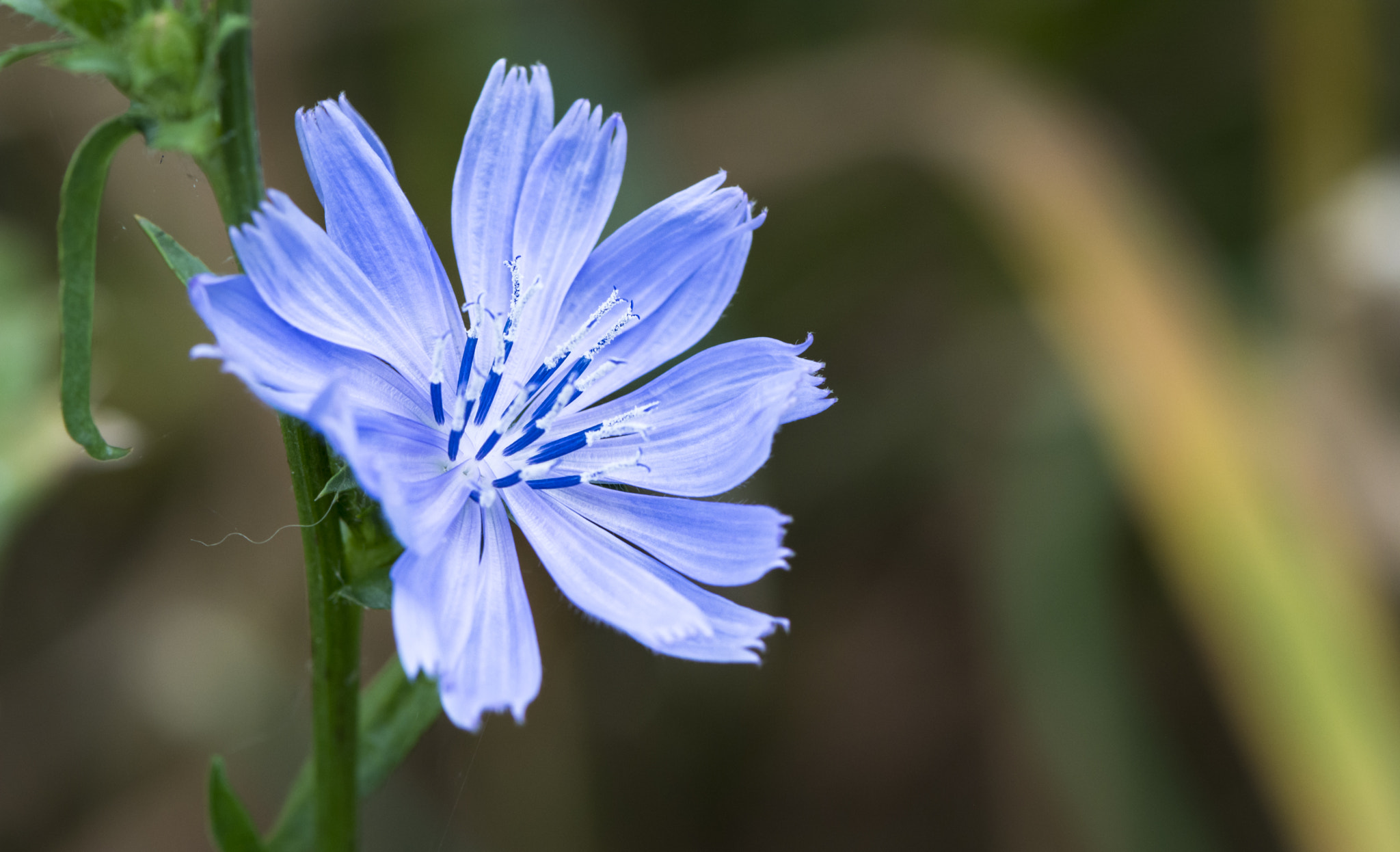 Nikon AF-S Micro-Nikkor 105mm F2.8G IF-ED VR sample photo. Flower photography
