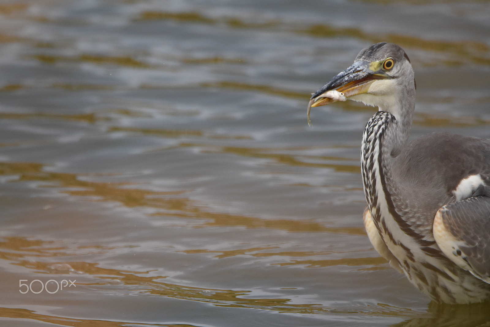 Nikon D7200 + Tamron SP 150-600mm F5-6.3 Di VC USD sample photo. Heron breakfast photography